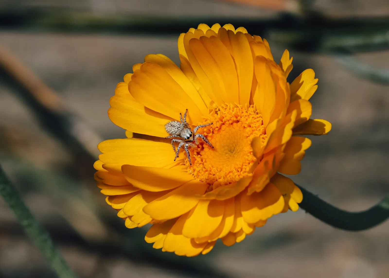 Desert Marigold (Baileya Multiradiata) — bright accent in any xeriscape; recognizable by its vibrant yellow
