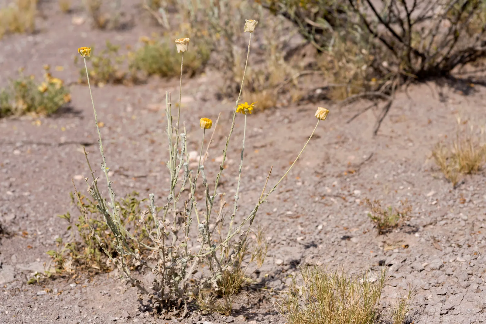 Desert Marigold (Baileya Multiradiata) — This hardy plant thrives in USDA hardiness zones 5 through 10 and flourishes in full sun exposure; perennial with gold
