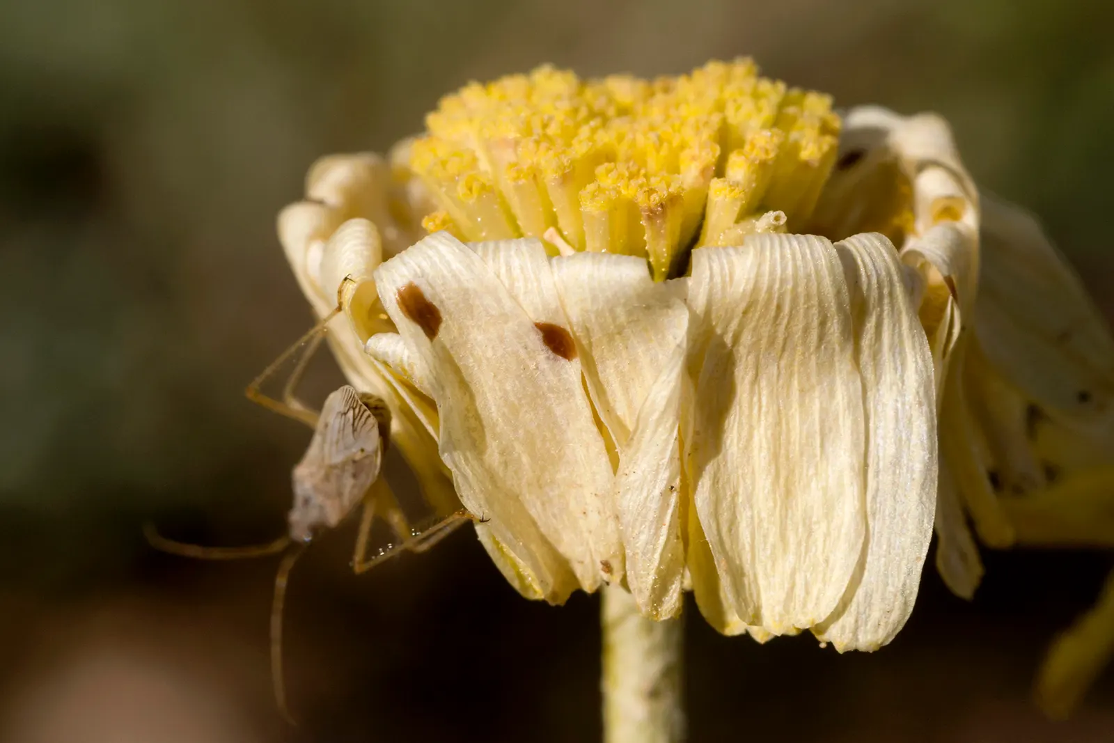 Desert Marigold (Baileya Multiradiata) — It boasts vibrant yellow composite flowers which measure roughly 2 inches across, image 63