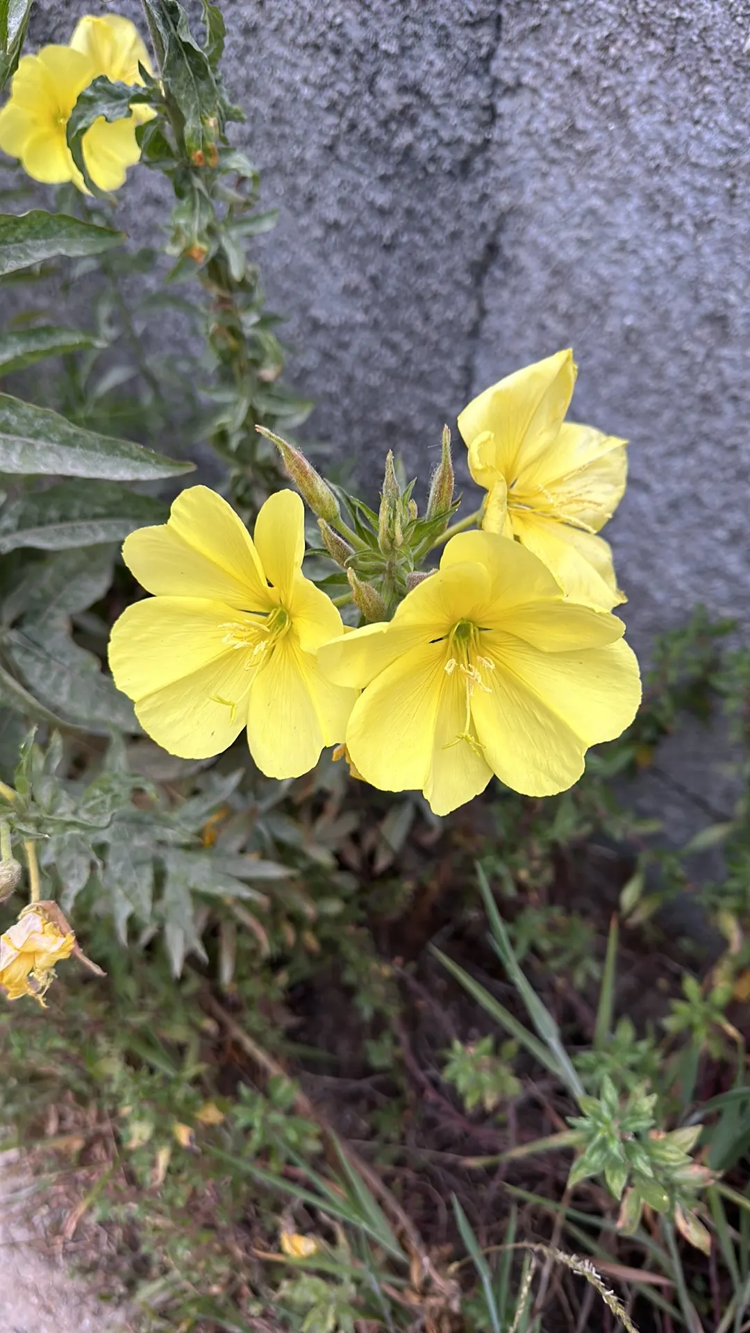 Hooker's Evening Primrose (Oenothera Elata Ssp. Hookeri) — Hooker's Evening Primrose creates a backdrop of mid-green foliage