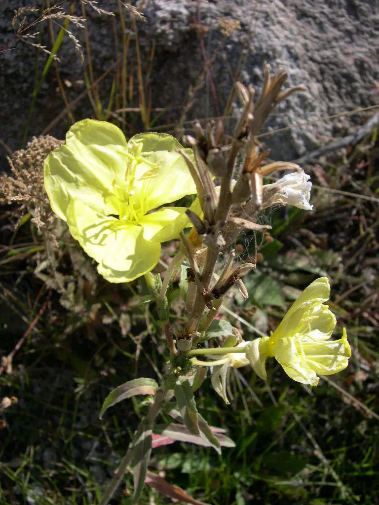 Hooker's Evening Primrose (Oenothera Elata Ssp. Hookeri) — this subspecies stands tall at approximately 3 to 6 feet in height
