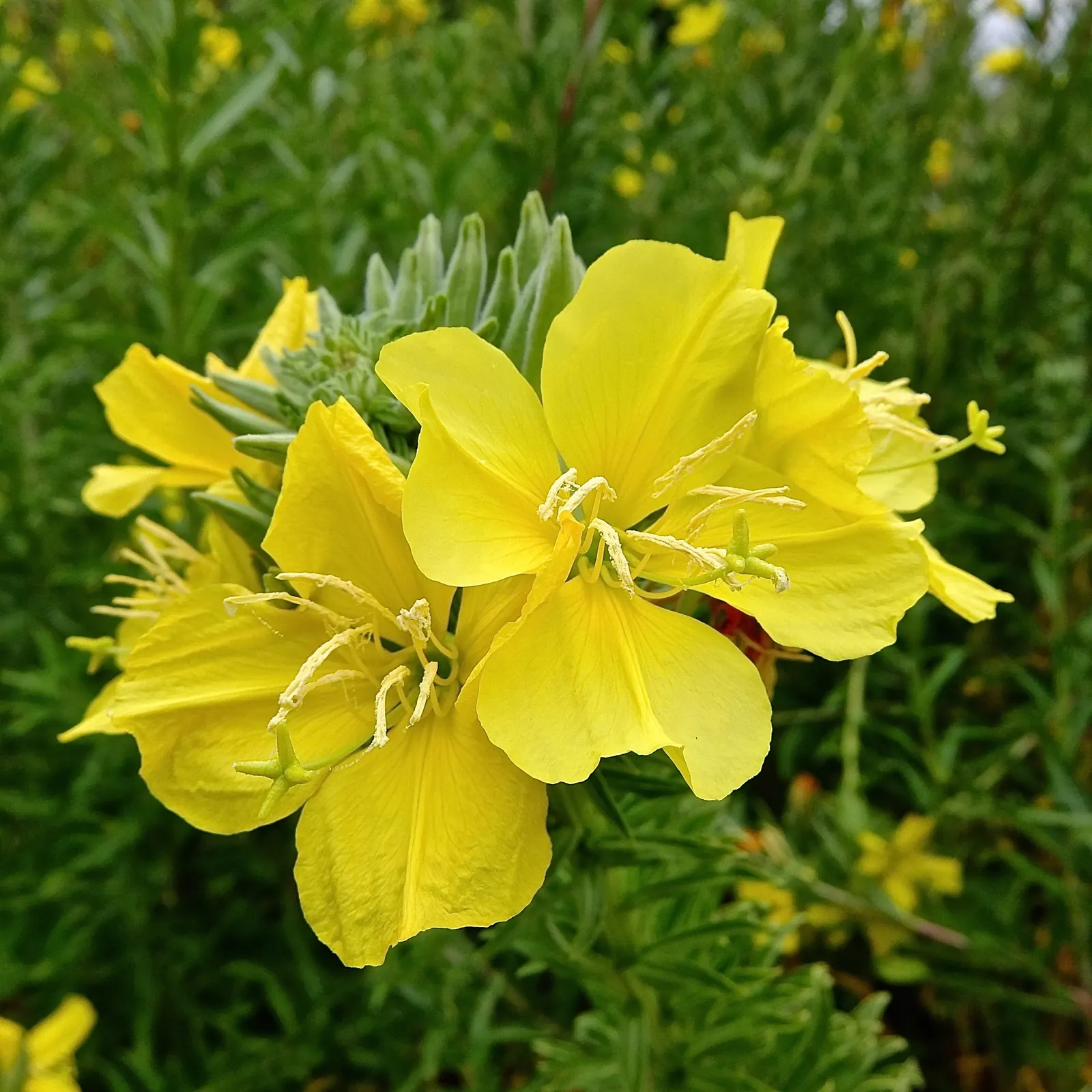 Hooker's Evening Primrose (Oenothera Elata Ssp. Hookeri) — open during late afternoons and evenings