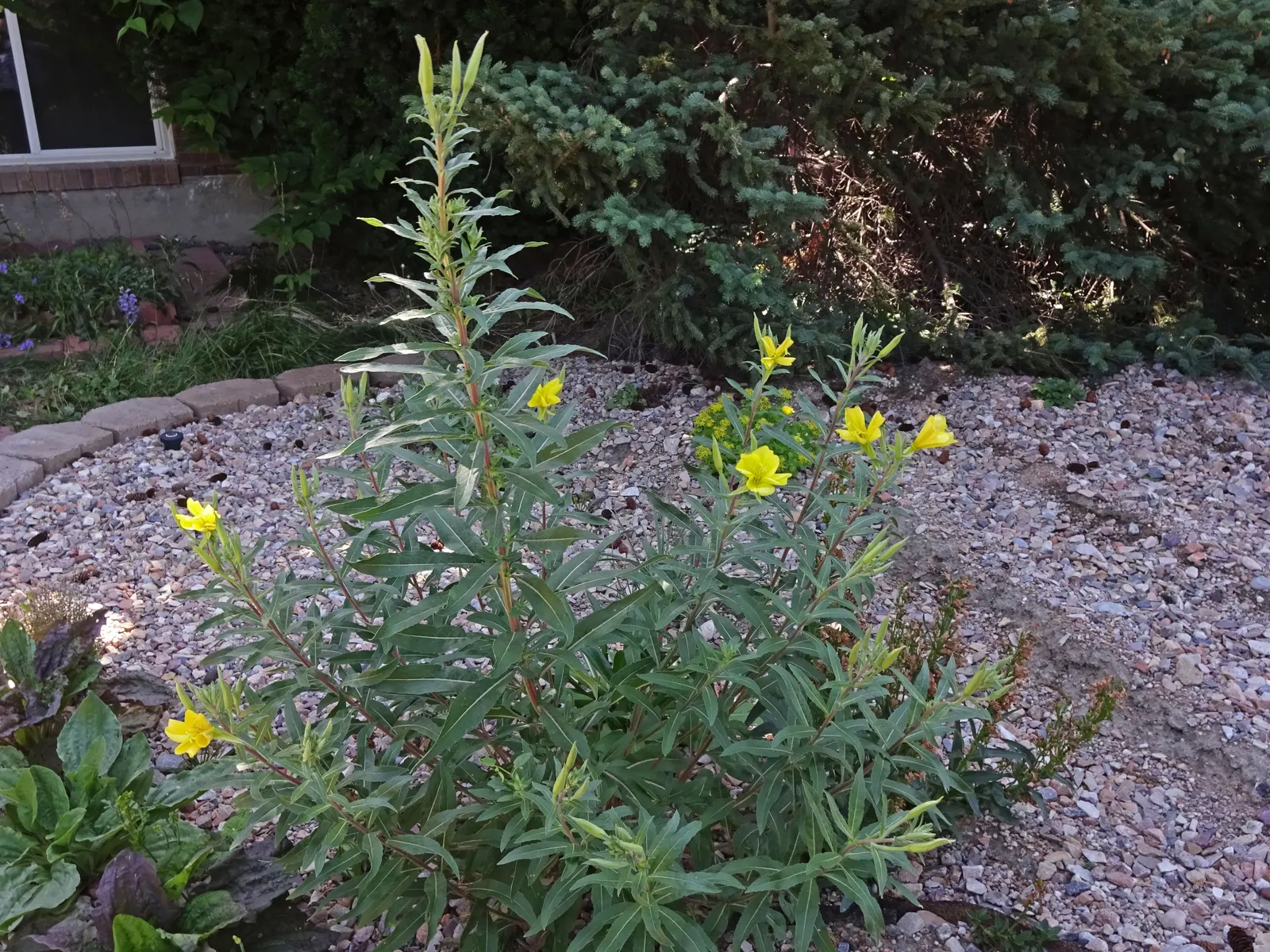 Hooker's Evening Primrose (Oenothera Elata Ssp. Hookeri) — it's an excellent choice for low-water landscapes and attracting pollinators like moths and bees