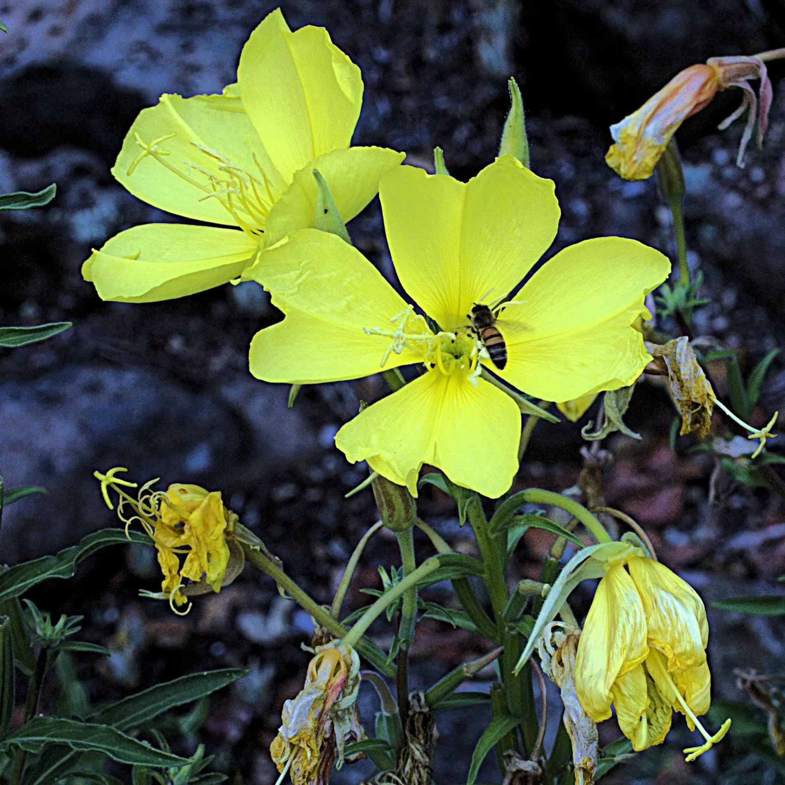Hooker's Evening Primrose (Oenothera Elata Ssp. Hookeri) — but it can also endure drought periods thanks to its deep taproot system