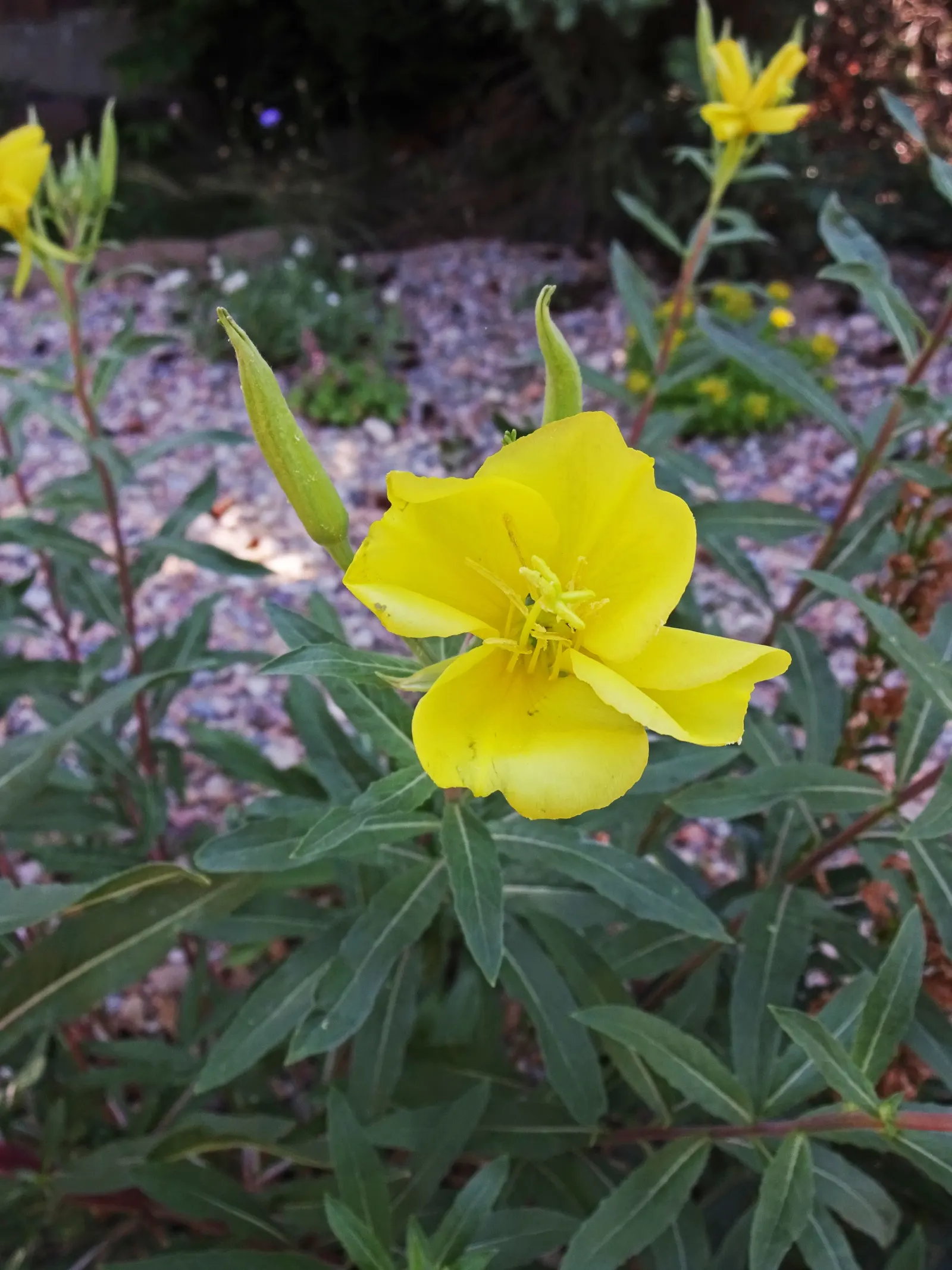 Hooker's Evening Primrose (Oenothera Elata Ssp. Hookeri) — Hooker's Evening Primrose (Oenothera elata ssp