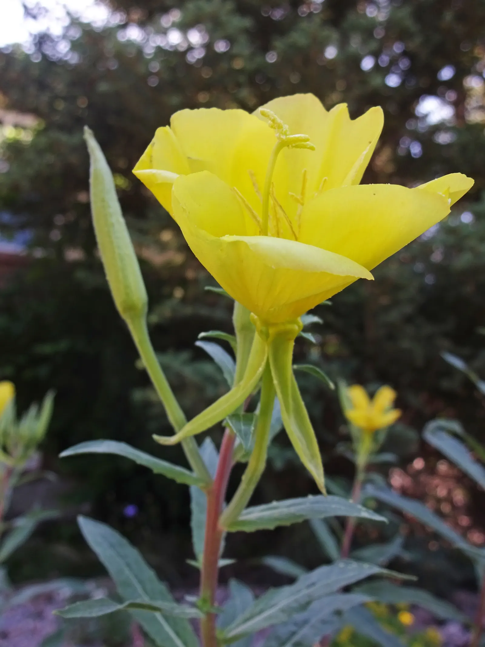 Hooker's Evening Primrose (Oenothera Elata Ssp. Hookeri) — The Hooker's Evening Primrose, scientifically termed Oenothera elata ssp