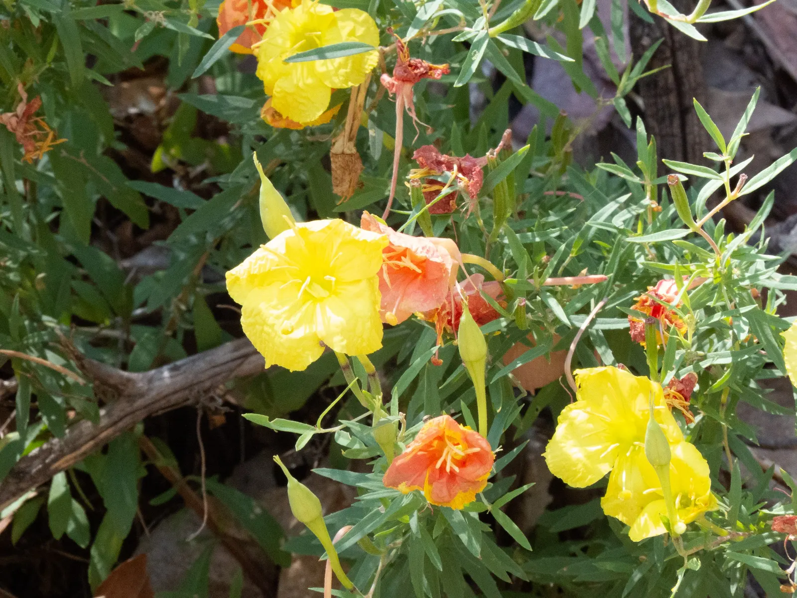 Hooker's Evening Primrose (Oenothera Elata Ssp. Hookeri) — reaching 3-4 feet in height