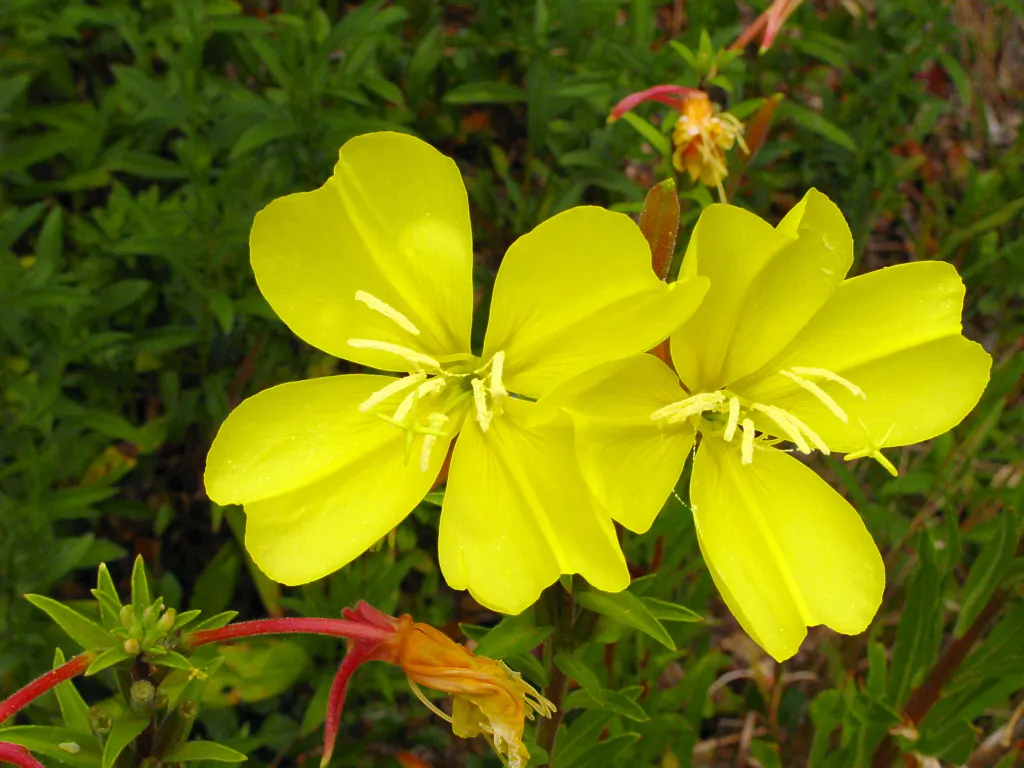Hooker's Evening Primrose (Oenothera Elata Ssp. Hookeri) — hookeri) is a notable perennial that adds drama to gardens with its towering stature