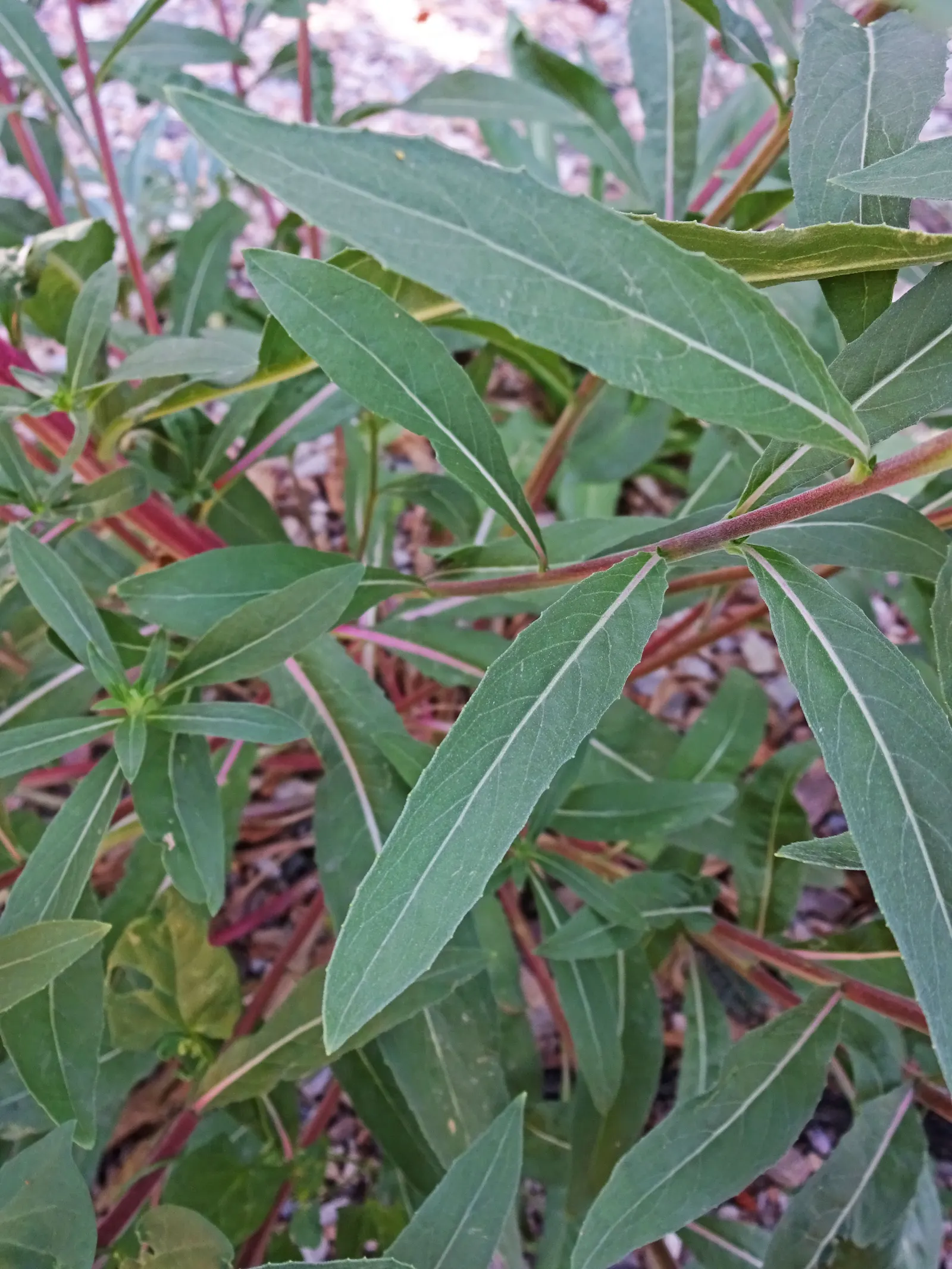 Hooker's Evening Primrose (Oenothera Elata Ssp. Hookeri) — Drought-tolerant once established