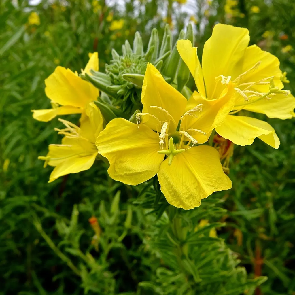 Hooker's Evening Primrose (Oenothera Elata Ssp. Hookeri) — located at the stem's tips