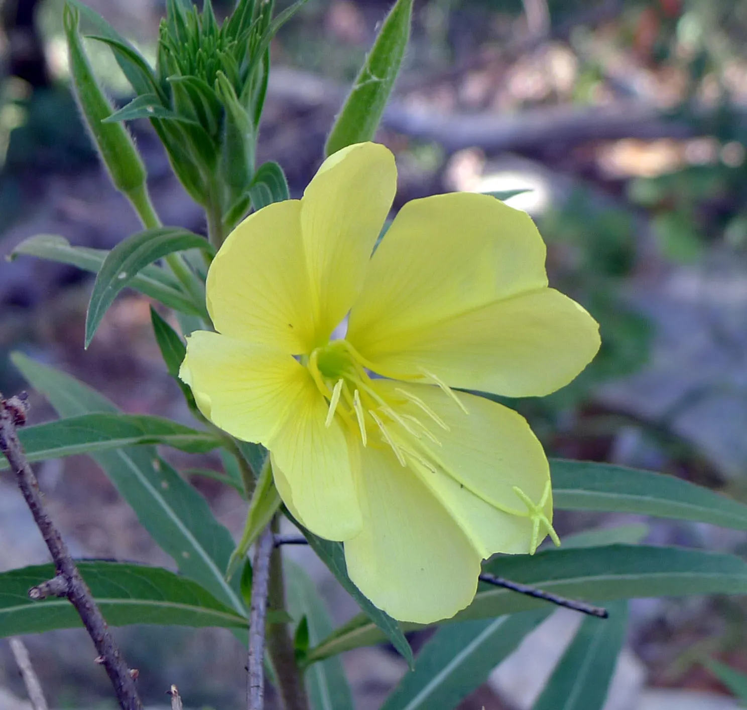 Hooker's Evening Primrose (Oenothera Elata Ssp. Hookeri) — the plant unfurls large yellow blossoms that span approximately 2 to 3 inches in diameter