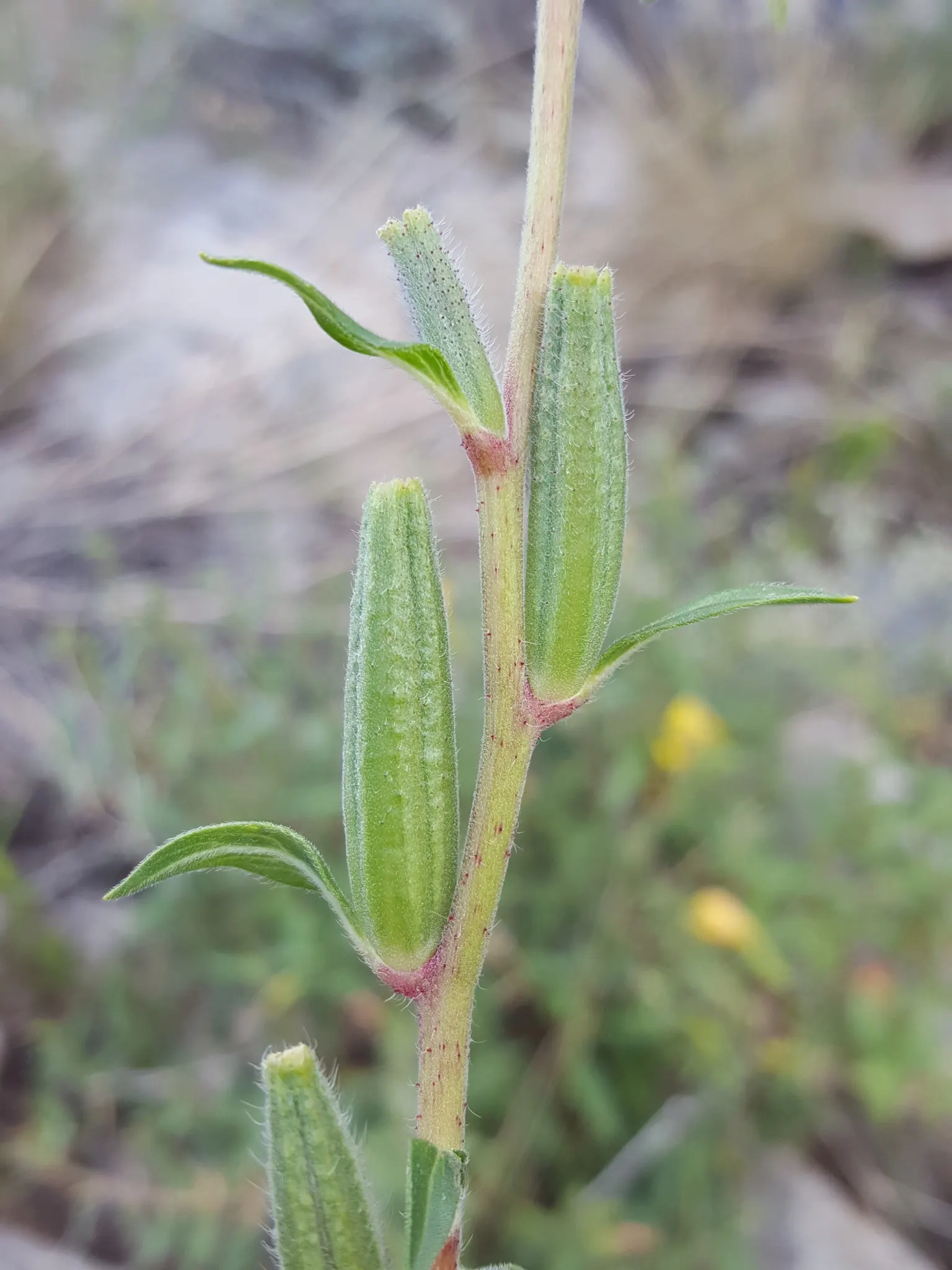 Hooker's Evening Primrose (Oenothera Elata Ssp. Hookeri) — Hardiness for this plant falls within USDA zones 5 through 9