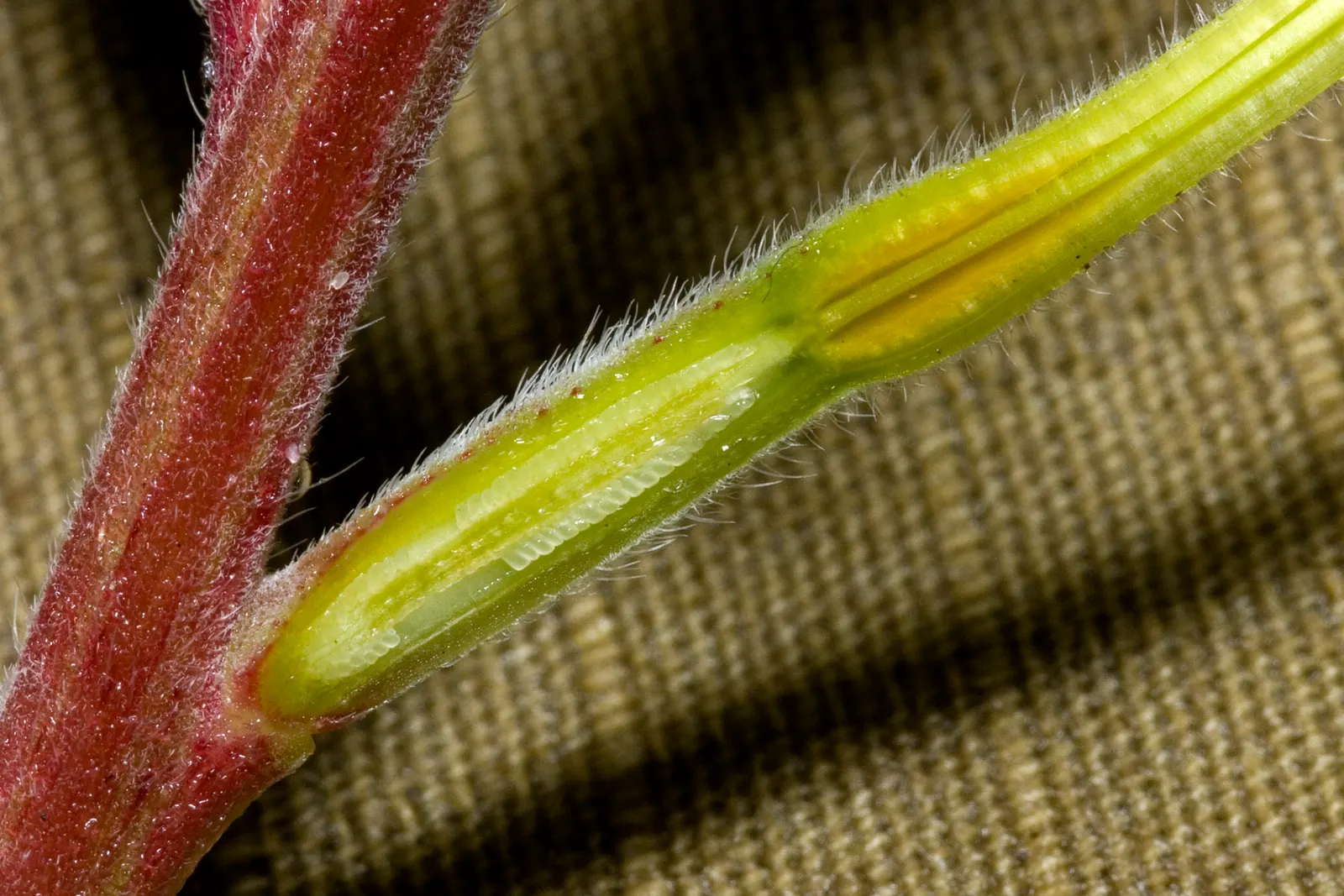 Hooker's Evening Primrose (Oenothera Elata Ssp. Hookeri) — which serves as the perfect canvas for its floral display