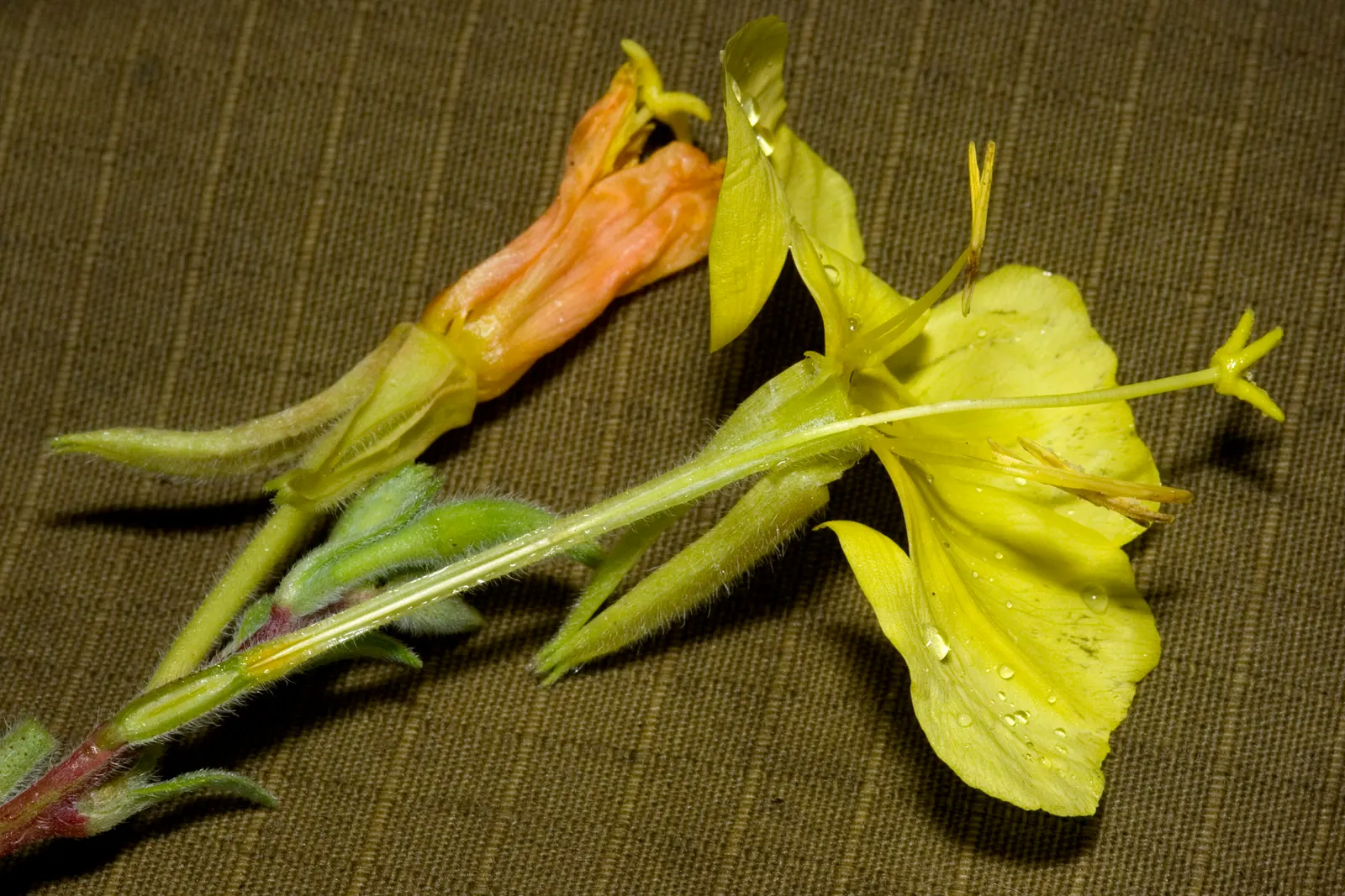 Hooker's Evening Primrose (Oenothera Elata Ssp. Hookeri) — with a spread of roughly 1 to 2 feet