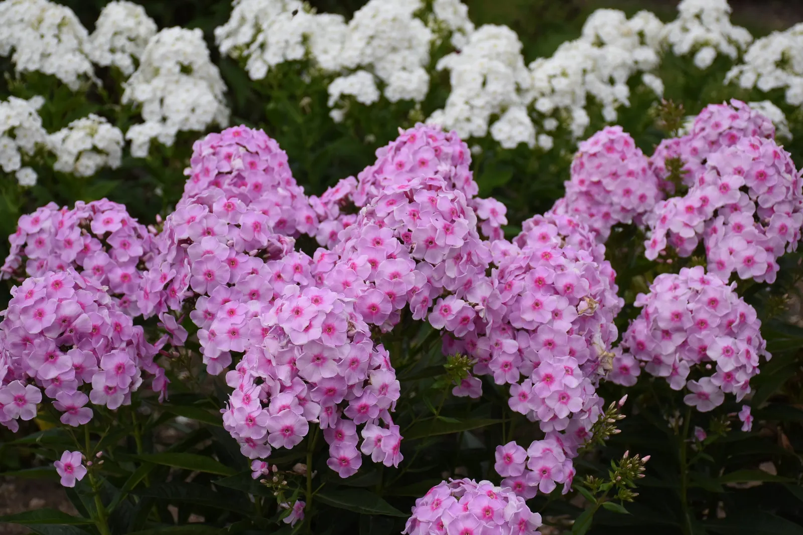 'Opalescence' Tall Garden Phlox (Phlox paniculata) — It grows 30-32 inches tall and 24-28 inches wide