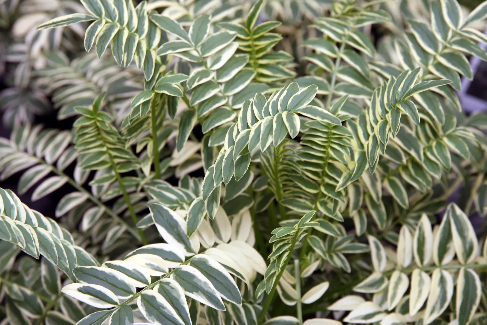Brise D'Anjou Jacob's Ladder (Polemonium Caeruleum 'Brise D'Anjou') — This shade-loving cultivar reaches 12-18 inches in height and spreads up to 12 inches