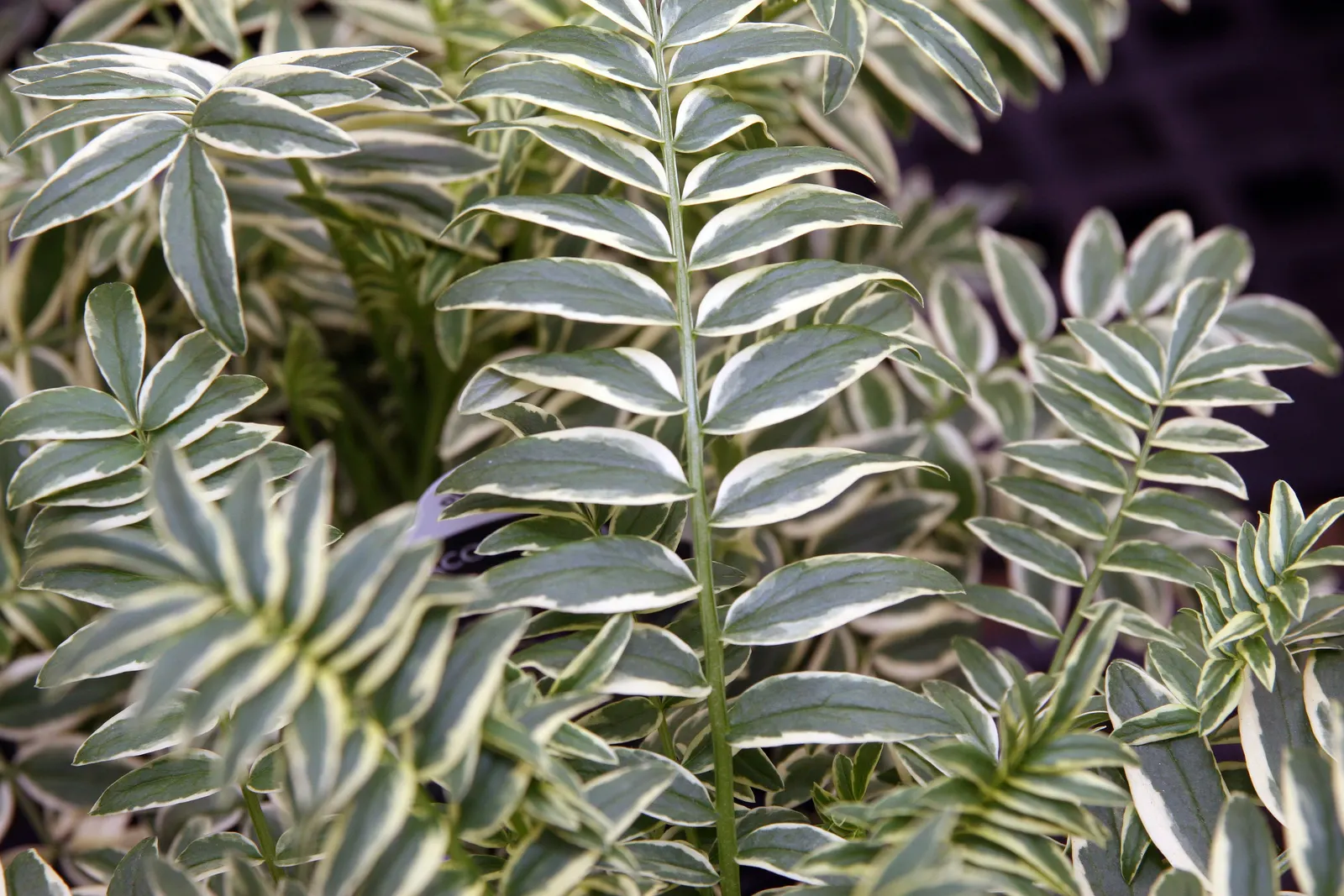 Brise D'Anjou Jacob's Ladder (Polemonium Caeruleum 'Brise D'Anjou') — featuring variegated green and creamy white leaves