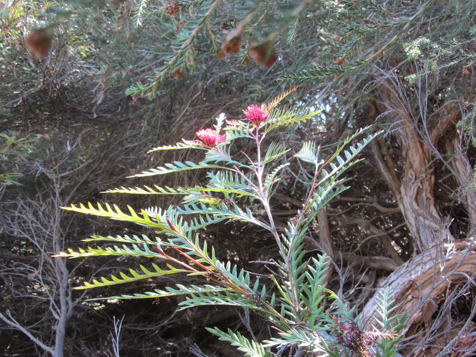 Ivanhoe Grevillea (Grevillea Vic. 'Ivanhoe') — The Grevillea 'Ivanhoe' is a hardy, Australian native shrub, reaching 6-9 ft in height and spread