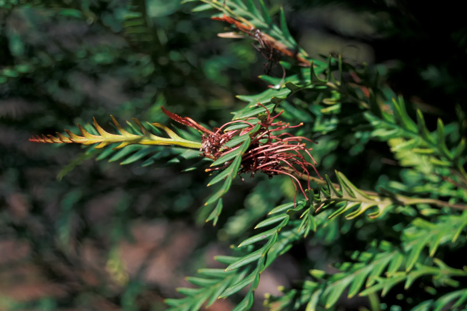 Ivanhoe Grevillea (Grevillea Vic. 'Ivanhoe') — dark green leaves and striking red-orange flowers