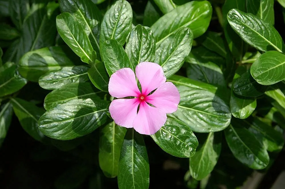 Vinca Rosea, Madagascar Periwinkle (Catharanthus Roseus) — evergreen perennial showcasing glossy; or container gardening.<br><br>This versatile, image 112