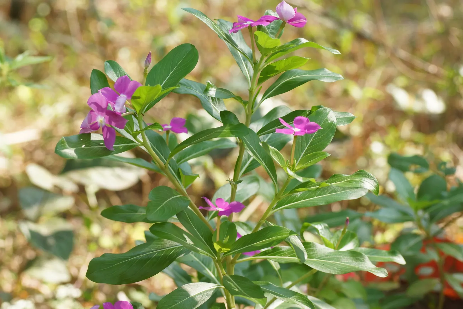 Vinca Rosea, Madagascar Periwinkle (Catharanthus Roseus) — ground cover / perennial for full or half; bringing life and color to their garden space, image 132