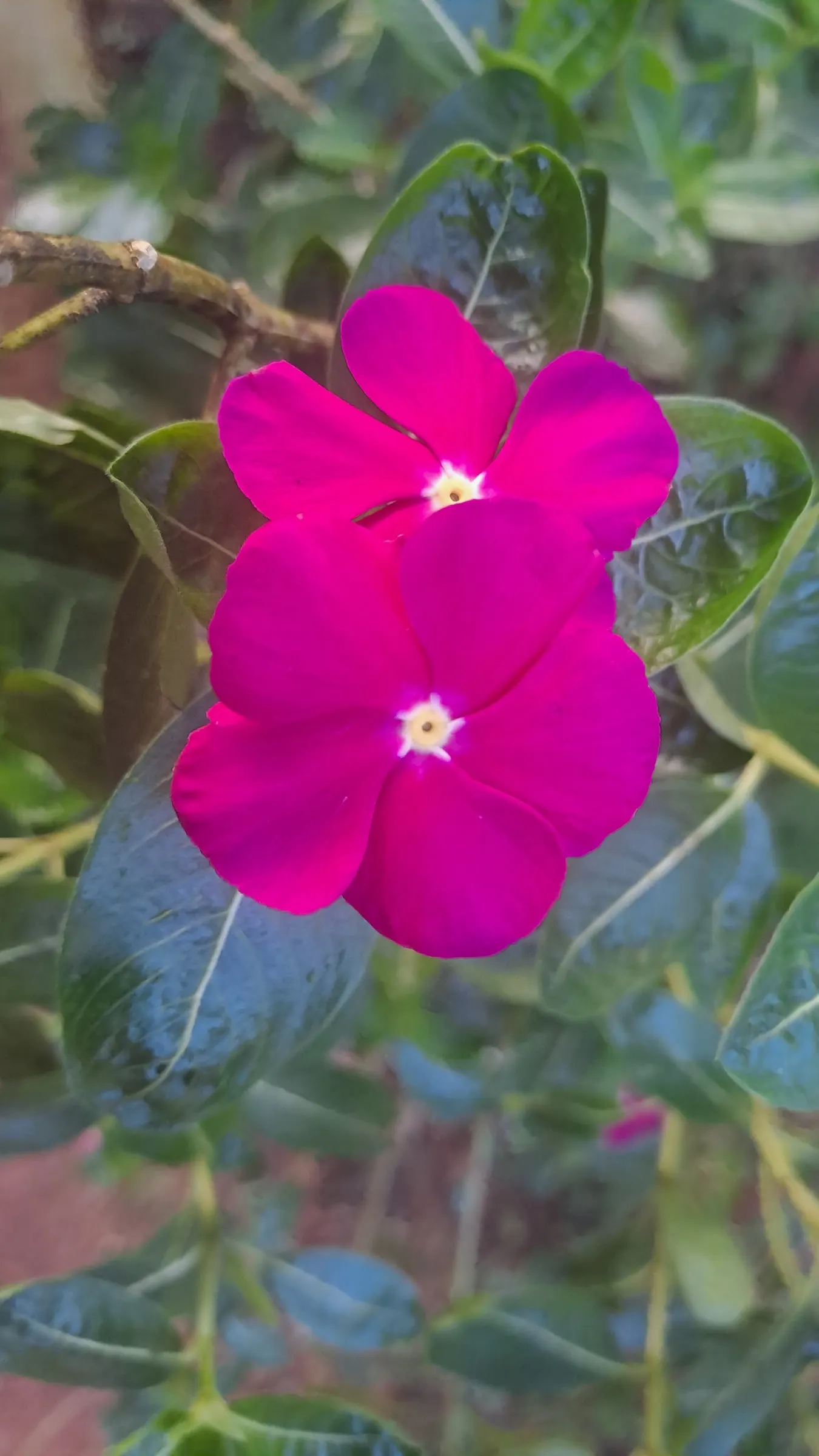 Vinca Rosea, Madagascar Periwinkle (Catharanthus Roseus) — Thriving in full sun to partial shade, it reaches up to 18 inches in height and spreads, image 136