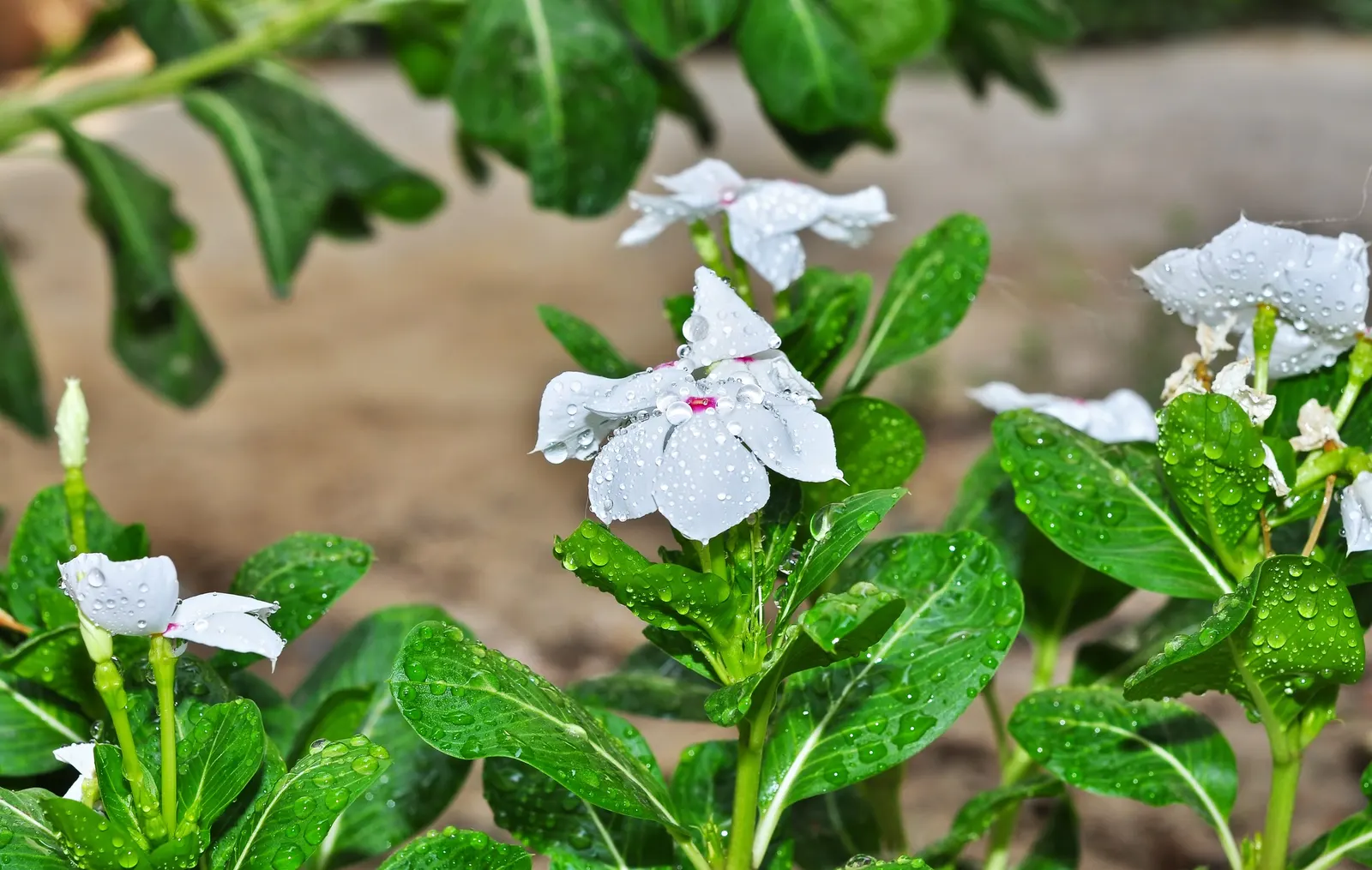 Vinca Rosea, Madagascar Periwinkle (Catharanthus Roseus) — It's drought-resistant once established; evergreen perennial showcasing glossy