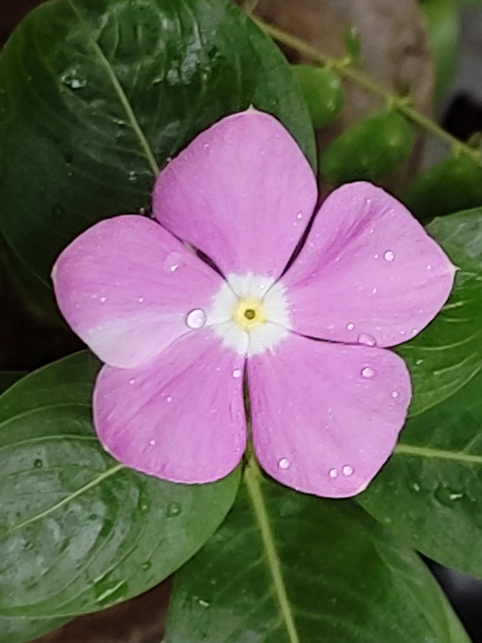 Vinca Rosea, Madagascar Periwinkle (Catharanthus Roseus) — Typically reaching a mature height of about 1 to 2 feet and a spread of 1 to 2 feet, image 119