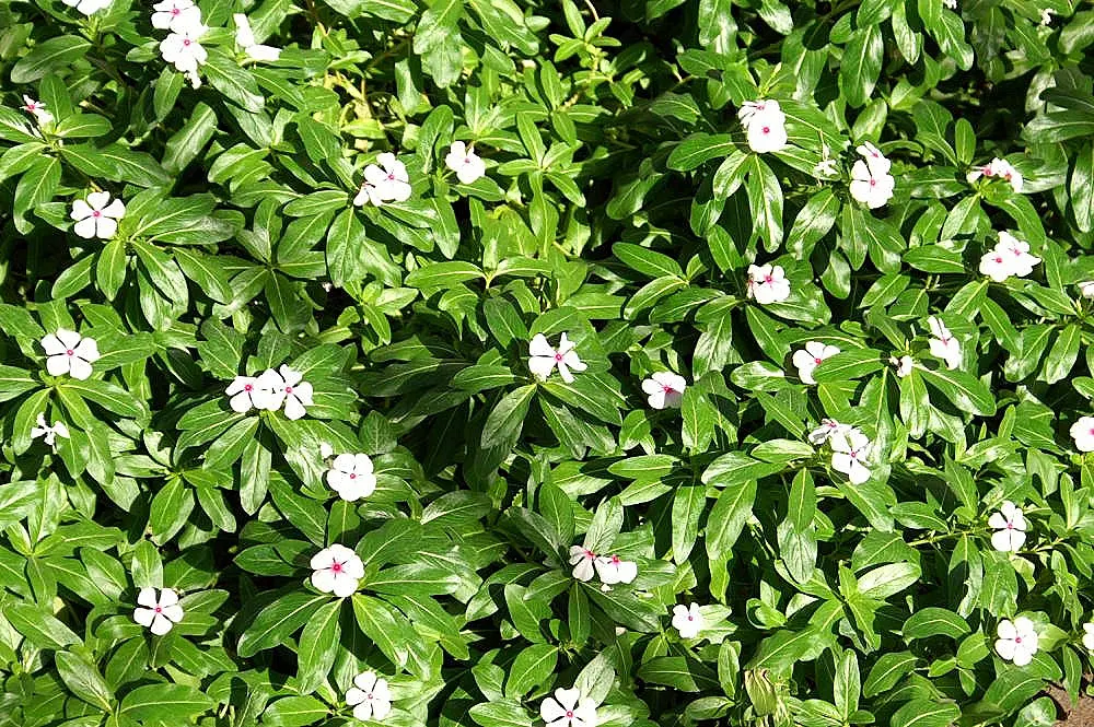 Vinca Rosea, Madagascar Periwinkle (Catharanthus Roseus) — The Vinca Rosea flourishes in well-drained soils and is relatively drought-tolerant, image 101