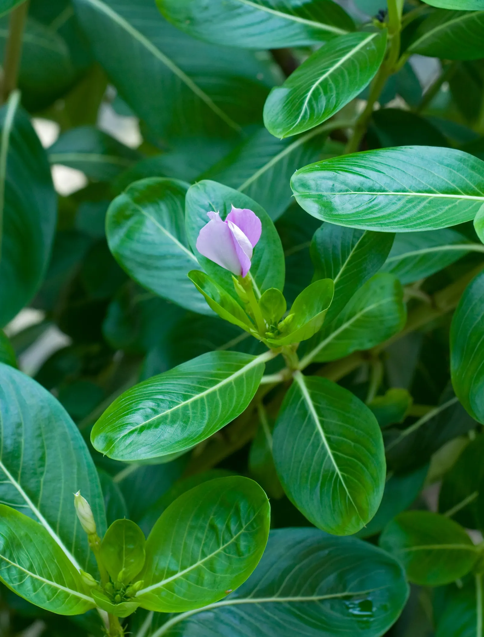 Vinca Rosea, Madagascar Periwinkle (Catharanthus Roseus) — Thriving in full sun to partial shade, it reaches up to 18 inches in height and spreads, image 26