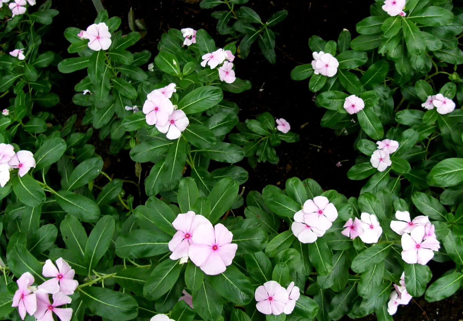 Vinca Rosea, Madagascar Periwinkle (Catharanthus Roseus) — bringing life and color to their garden space; multi-colored and pink and white flowers, image 129