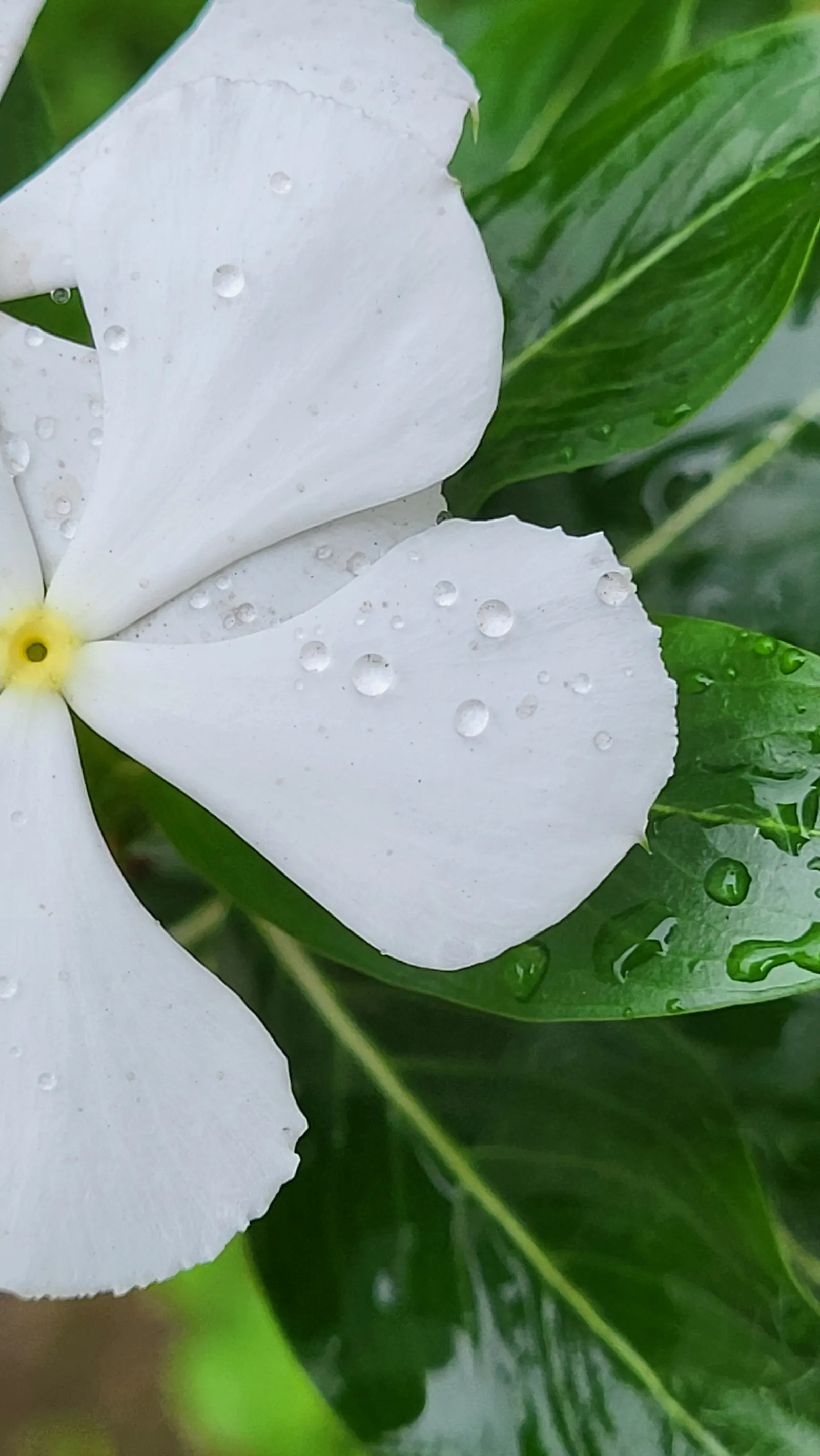 Vinca Rosea, Madagascar Periwinkle (Catharanthus Roseus) — preferring full sun to partial shade exposure; adequate spacing of around 12 to 18, image 144