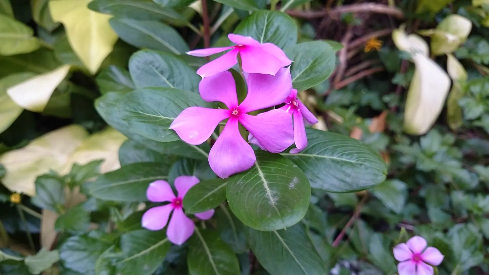 Vinca Rosea, Madagascar Periwinkle (Catharanthus Roseus) — preferring full sun to partial shade exposure; adequate spacing of around 12 to 18, image 122