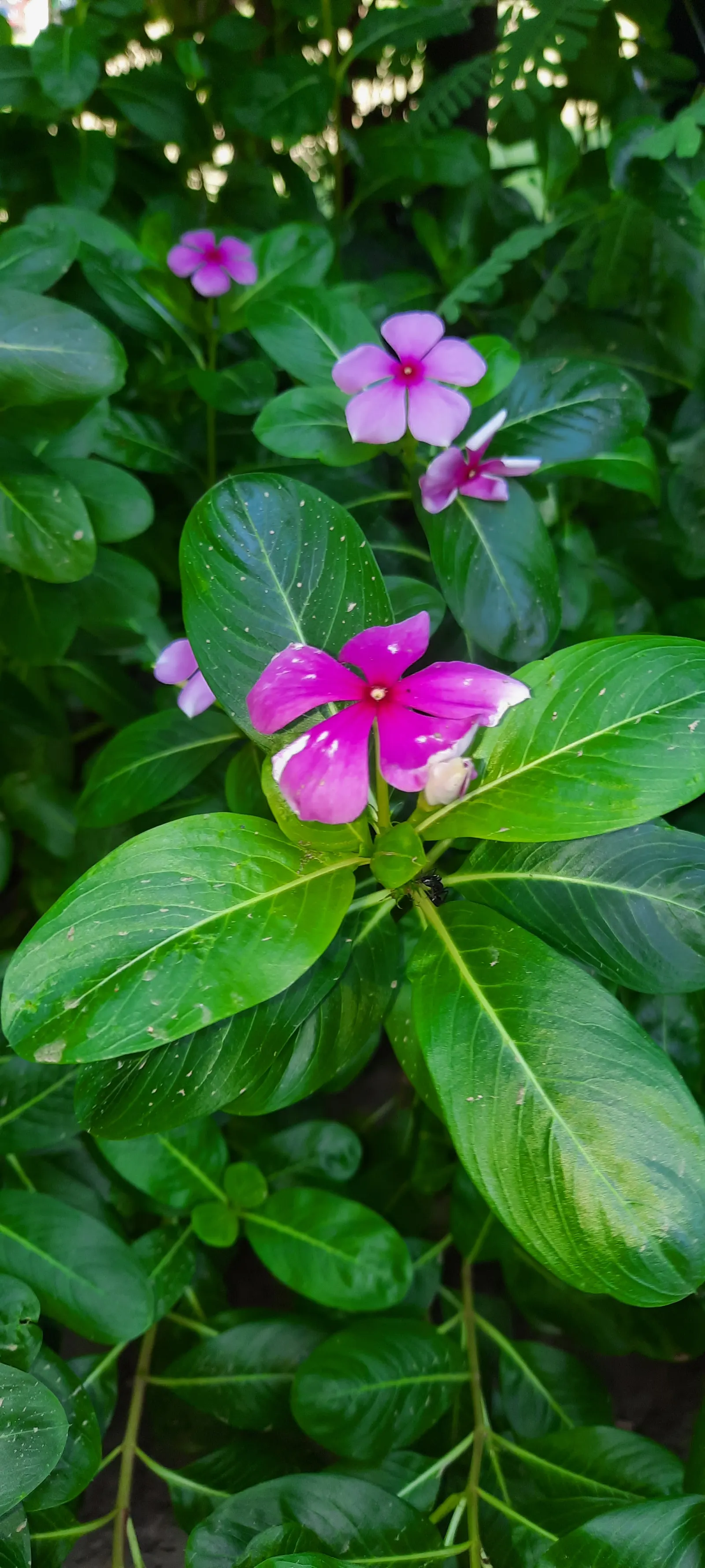 Vinca Rosea, Madagascar Periwinkle (Catharanthus Roseus) — It's drought-resistant once established; evergreen perennial showcasing glossy, image 139