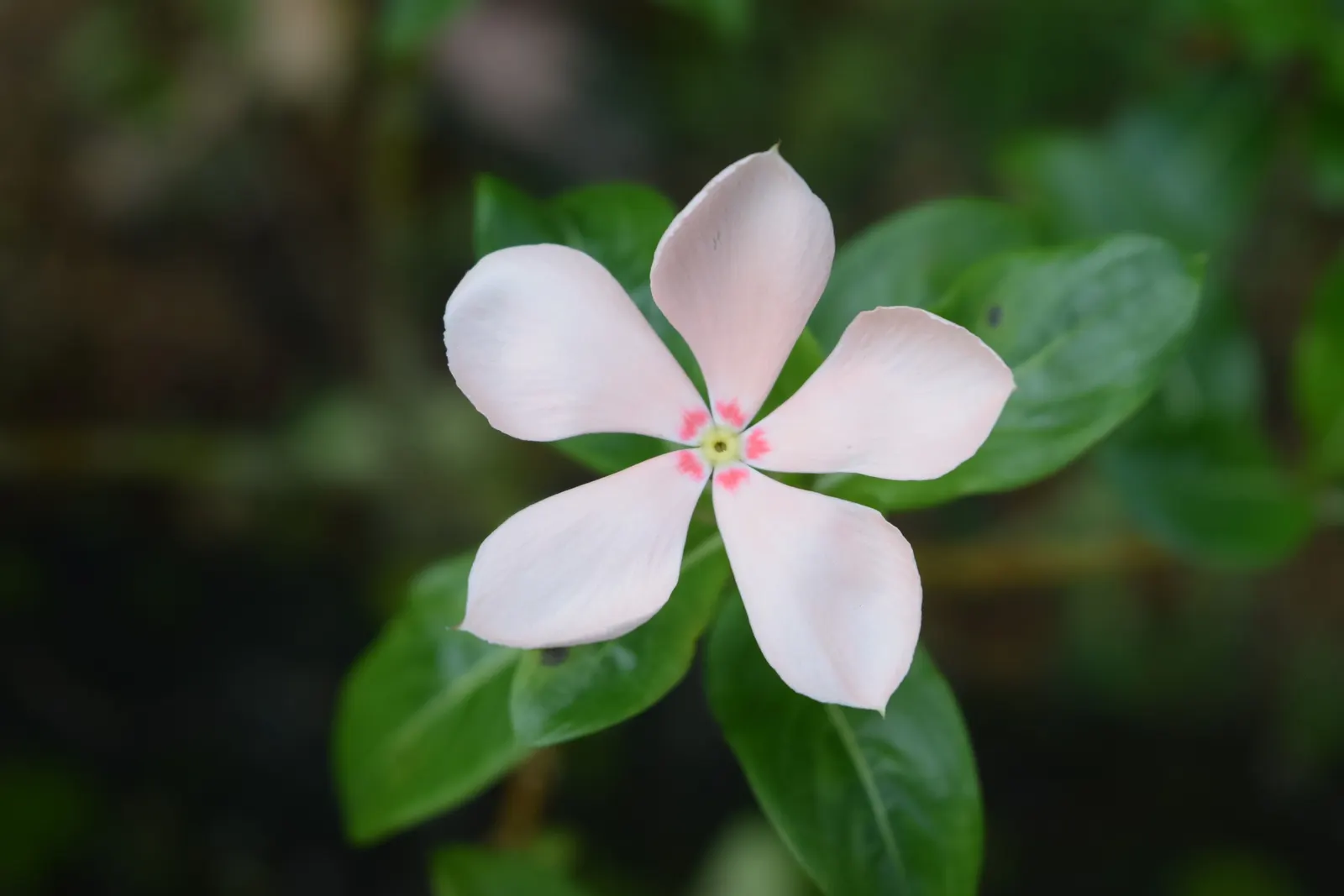 Vinca Rosea, Madagascar Periwinkle (Catharanthus Roseus) — or container gardening.<br><br>This versatile plant thrives in USDA hardiness zones 9, image 143