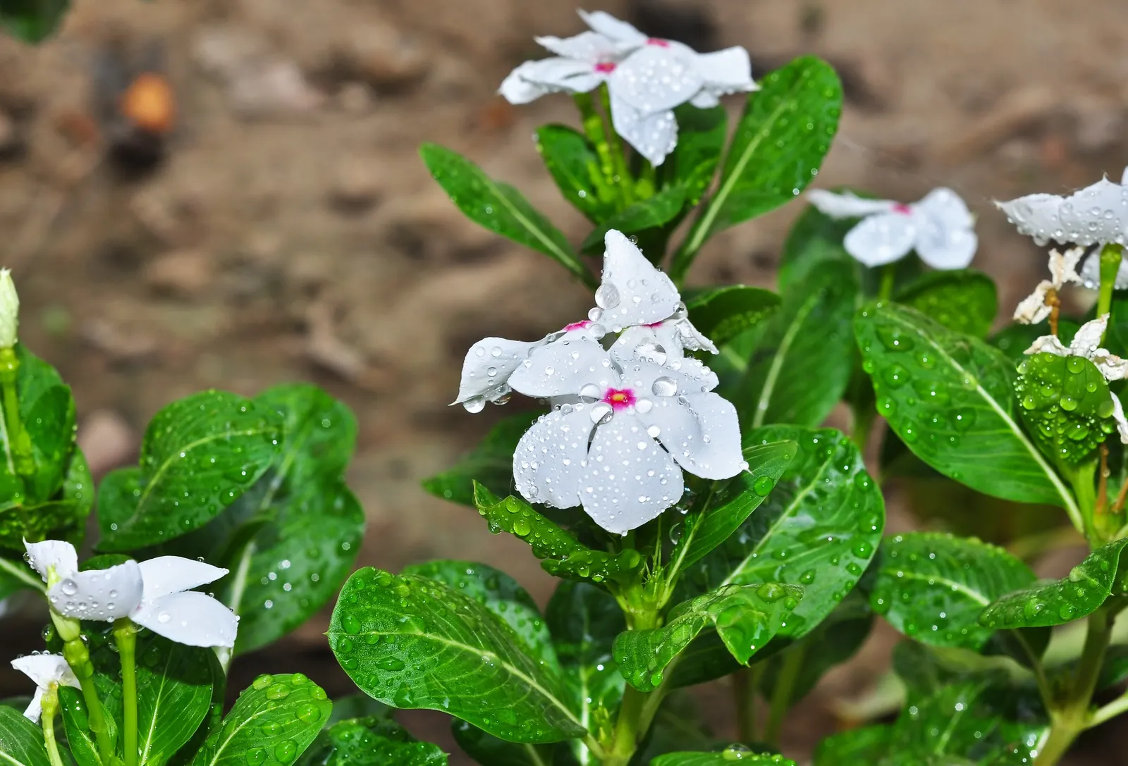 Vinca Rosea, Madagascar Periwinkle (Catharanthus Roseus) — commonly known as Vinca Rosea or Madagascar Periwinkle; typically reaching a mature height of about