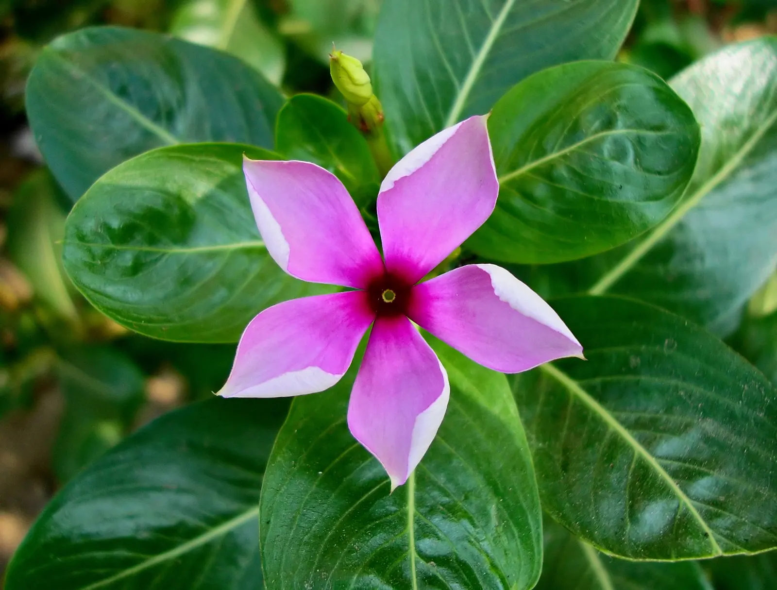 Vinca Rosea, Madagascar Periwinkle (Catharanthus Roseus) — green leaves and charming five-petaled flowers in shades of pink; clients will appreciate its