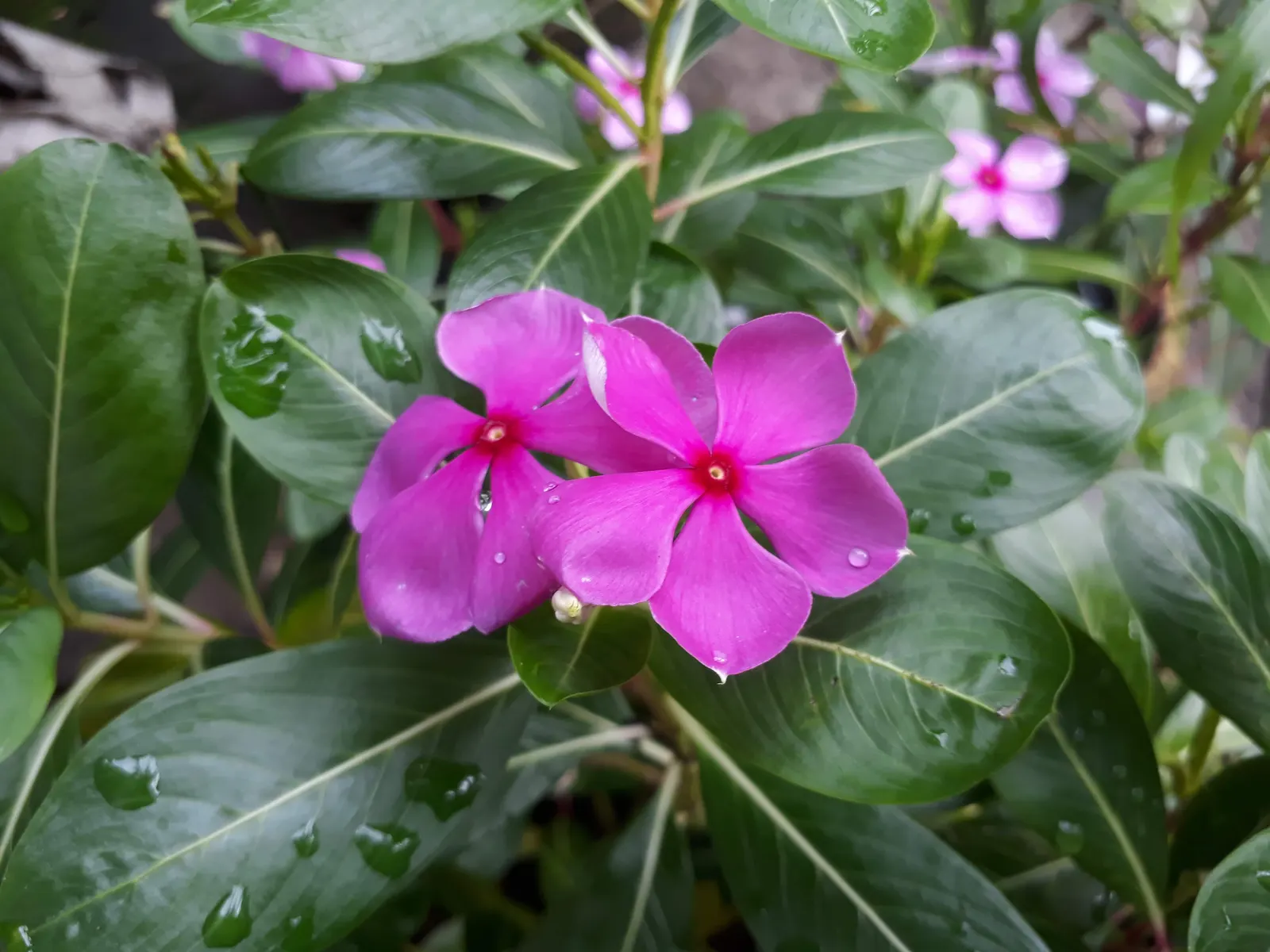Vinca Rosea, Madagascar Periwinkle (Catharanthus Roseus) — this compact plant is well-suited for borders; also known as Catharanthus roseus or, image 120