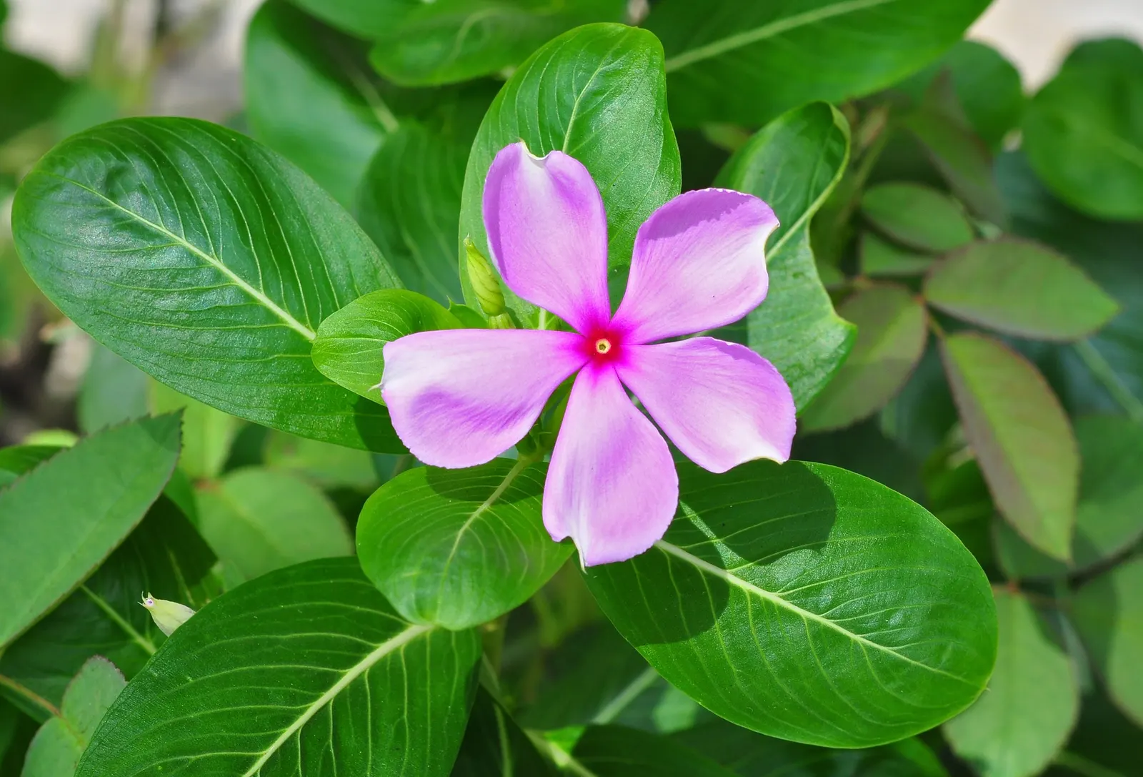 Vinca Rosea, Madagascar Periwinkle (Catharanthus Roseus) — multi-colored and pink and white flowers in the garden; this low-maintenance plant is, image 86