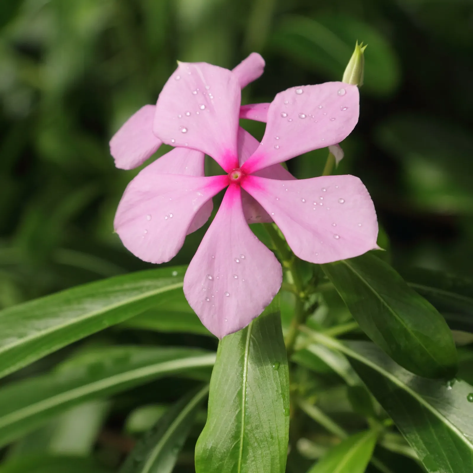 Vinca Rosea, Madagascar Periwinkle (Catharanthus Roseus) — evergreen perennial showcasing glossy; or container gardening.<br><br>This versatile plant thrives