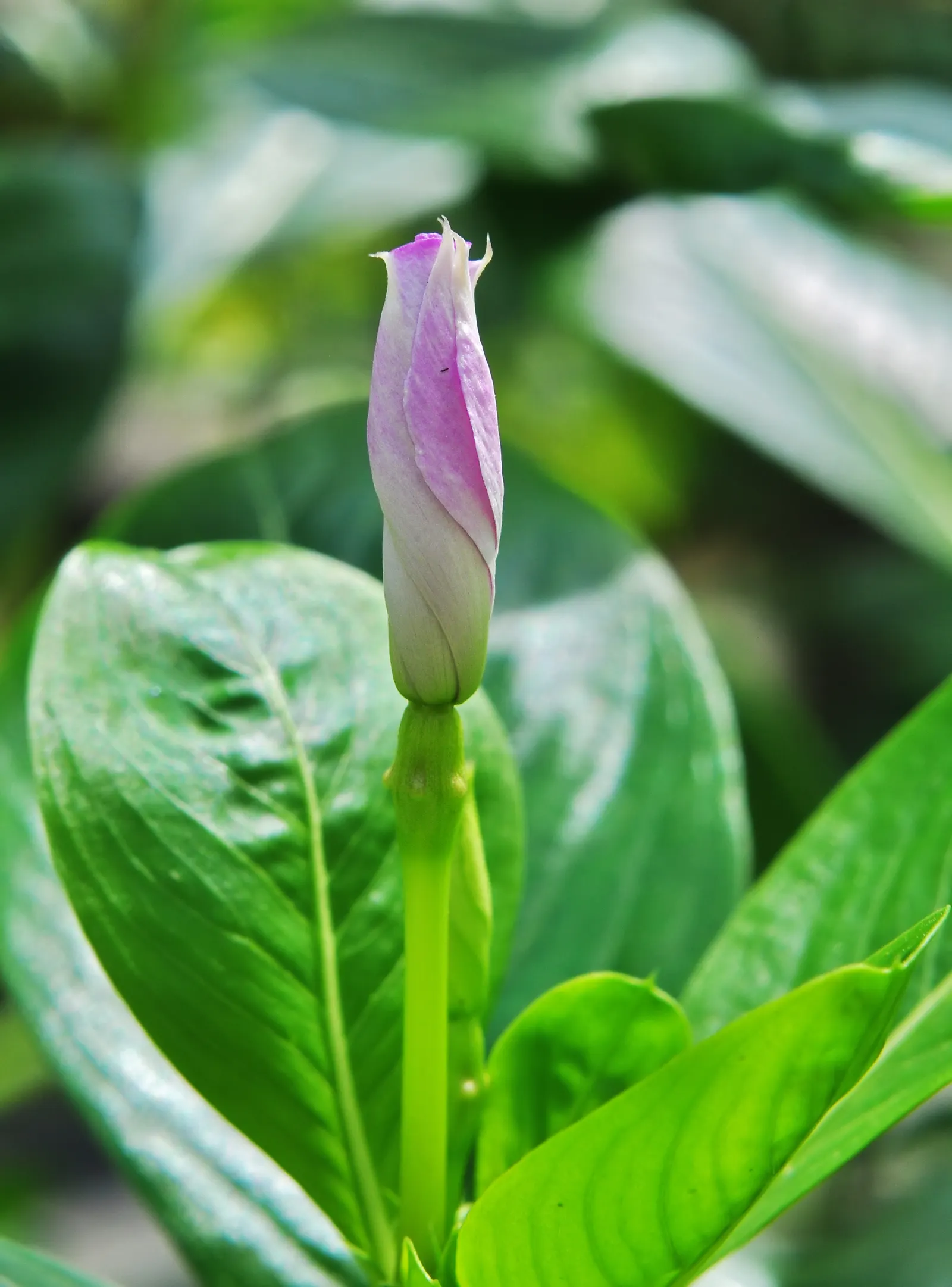Vinca Rosea, Madagascar Periwinkle (Catharanthus Roseus) — ground cover / perennial for full or half; bringing life and color to their garden space, image 88