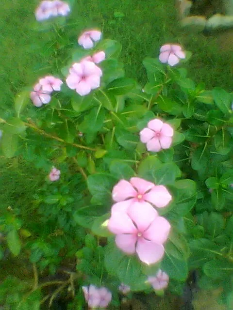 Vinca Rosea, Madagascar Periwinkle (Catharanthus Roseus) — often with a contrasting eye; offering continuous blooms in warm climates, image 127