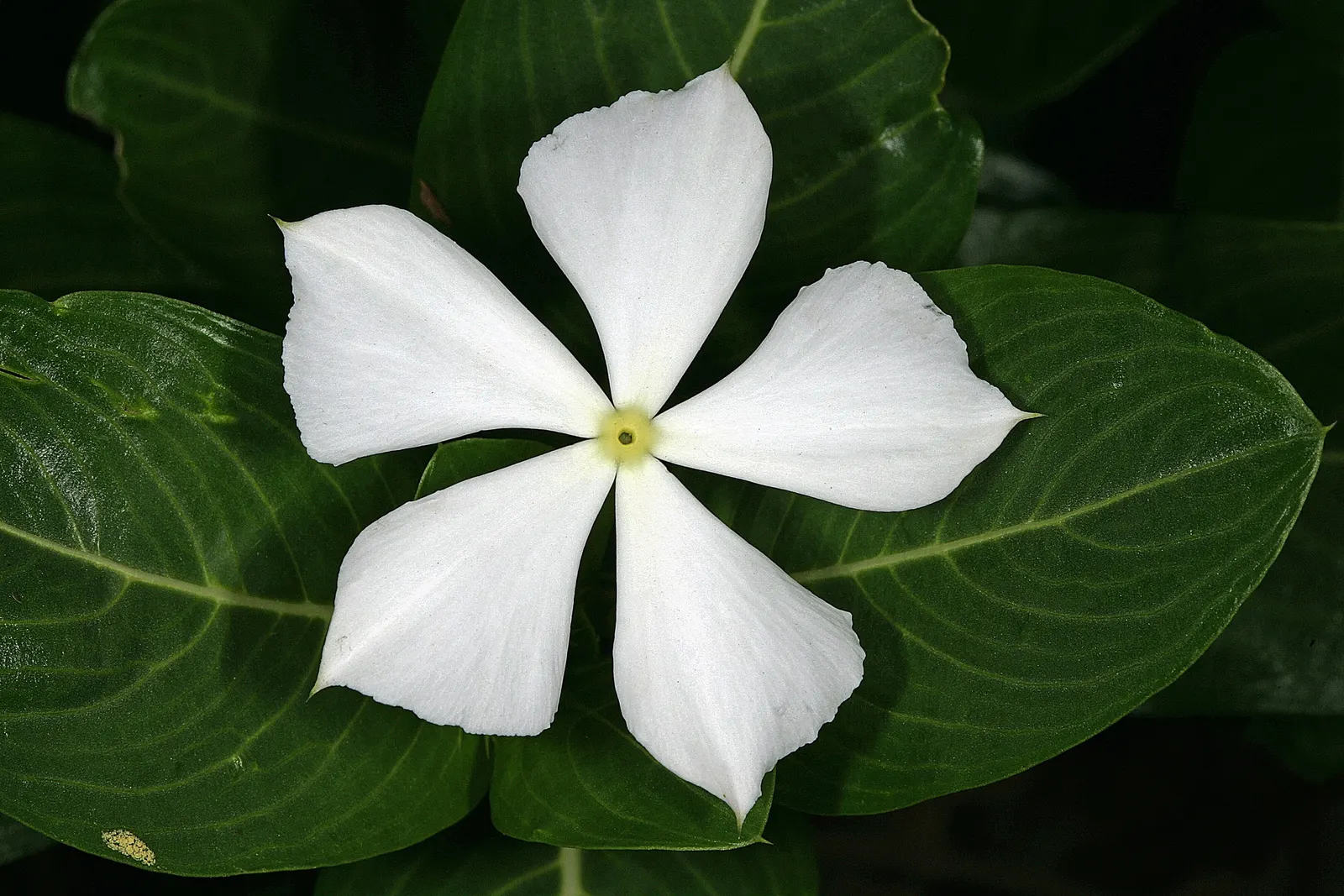 Vinca Rosea, Madagascar Periwinkle (Catharanthus Roseus) — or container gardening.<br><br>This versatile plant thrives in USDA hardiness zones 9, image 121