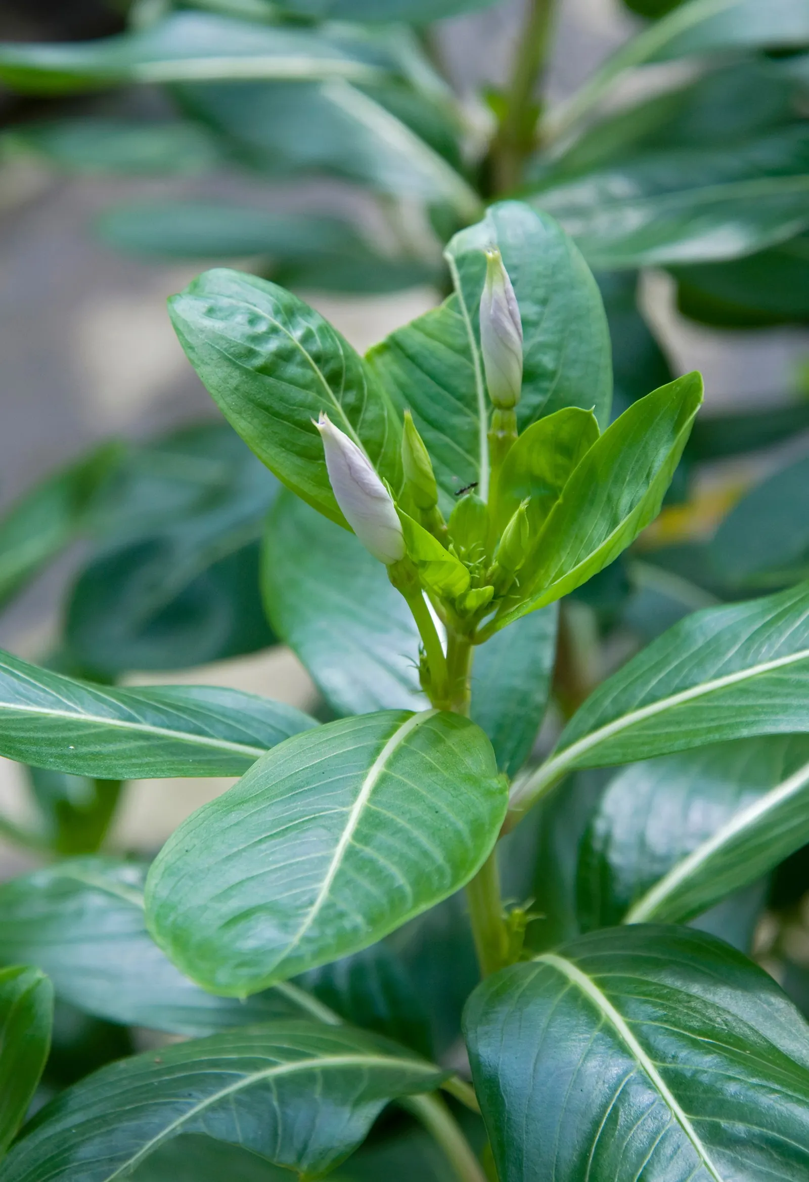 Vinca Rosea, Madagascar Periwinkle (Catharanthus Roseus) — or container gardening.<br><br>This versatile plant thrives in USDA hardiness zones 9, image 33