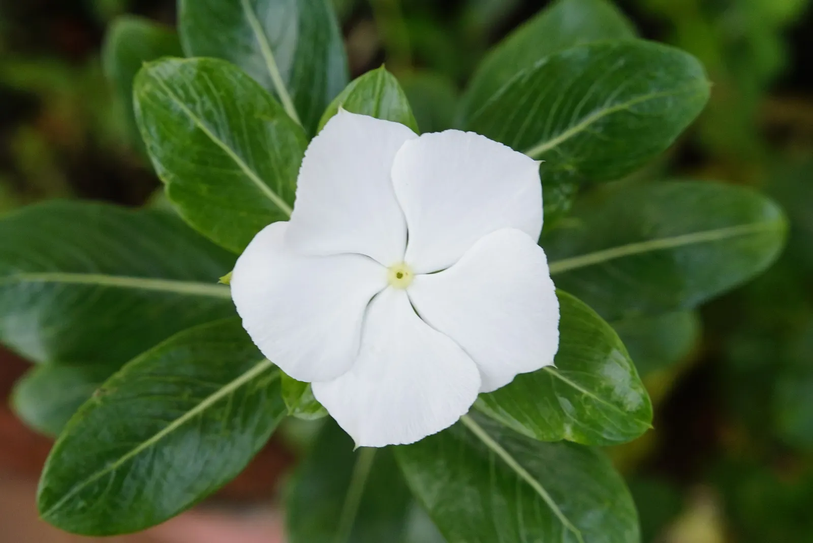 Vinca Rosea, Madagascar Periwinkle (Catharanthus Roseus) — Thriving in full sun to partial shade, it reaches up to 18 inches in height and spreads, image 114
