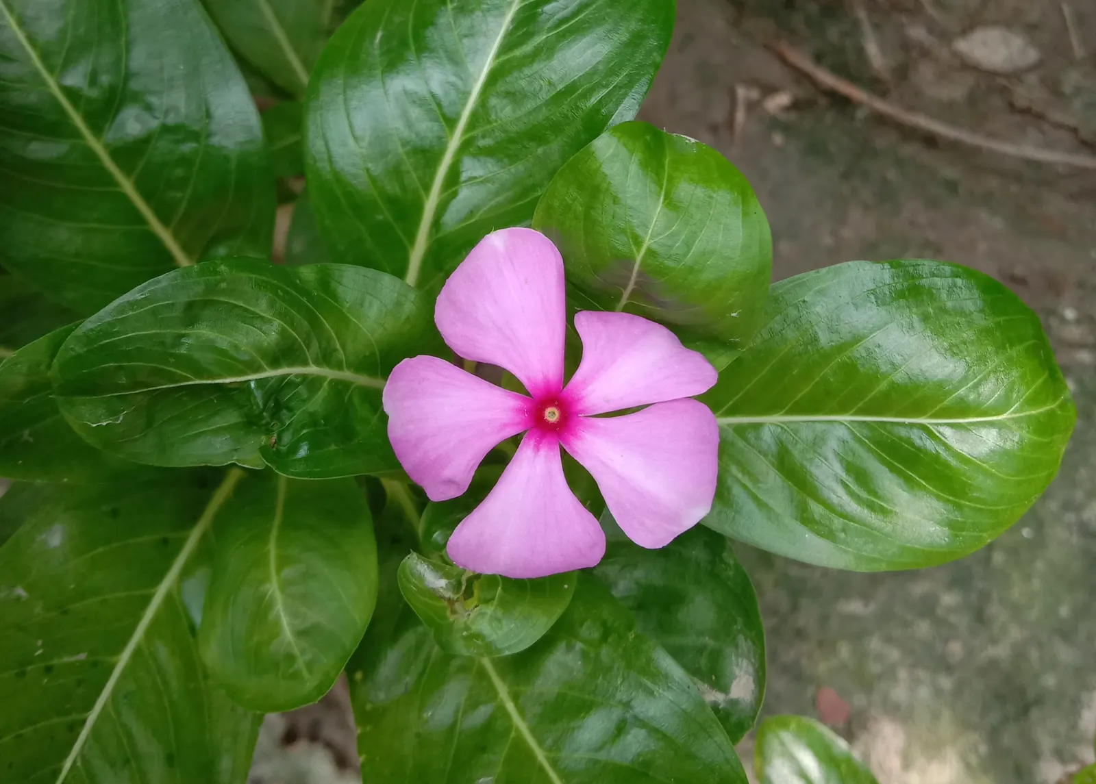 Vinca Rosea, Madagascar Periwinkle (Catharanthus Roseus) — Clients will appreciate its low-maintenance nature and potential to attract butterflies, image 128