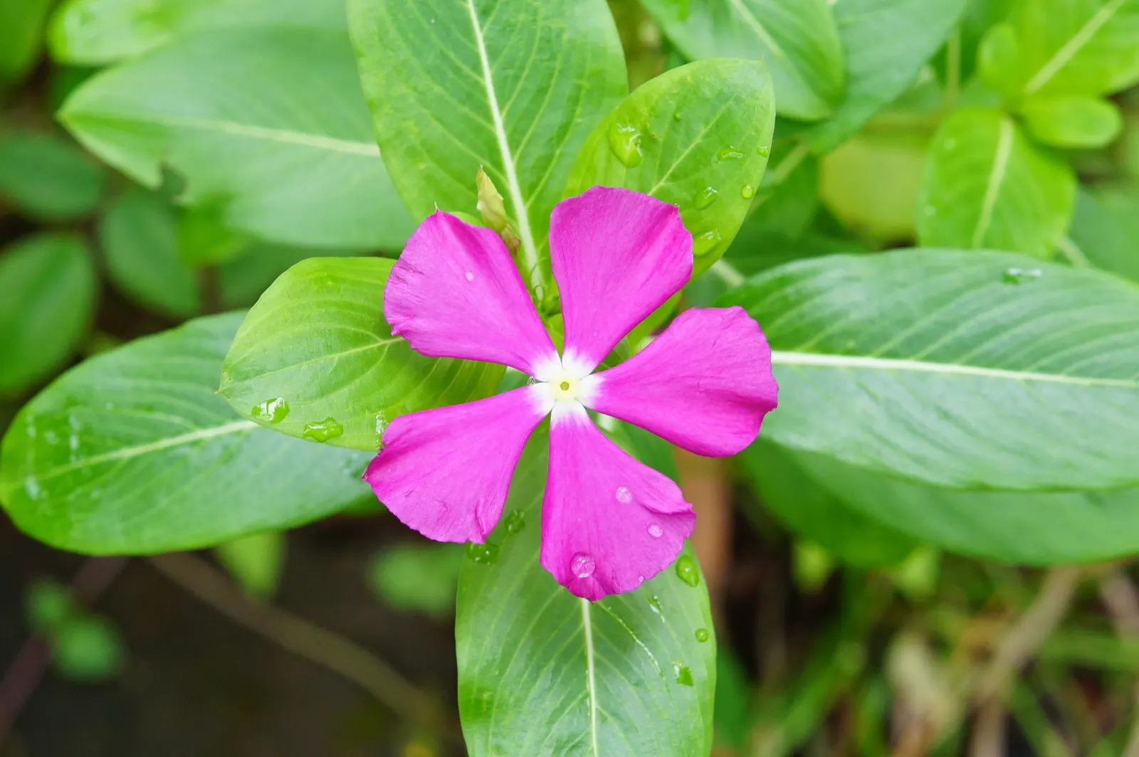 Vinca Rosea, Madagascar Periwinkle (Catharanthus Roseus) — bringing life and color to their garden space