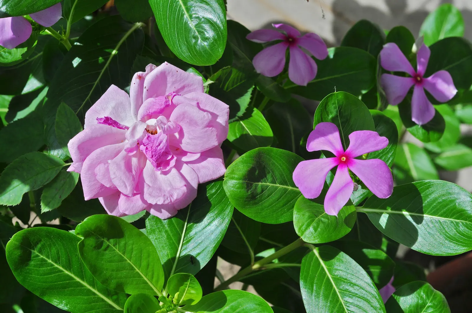 Vinca Rosea, Madagascar Periwinkle (Catharanthus Roseus) — this compact plant is well-suited for borders; also known as Catharanthus roseus or Madagascar