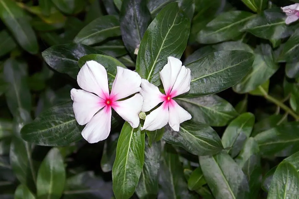 Vinca Rosea, Madagascar Periwinkle (Catharanthus Roseus) — Typically reaching a mature height of about 1 to 2 feet and a spread of 1 to 2 feet, image 97