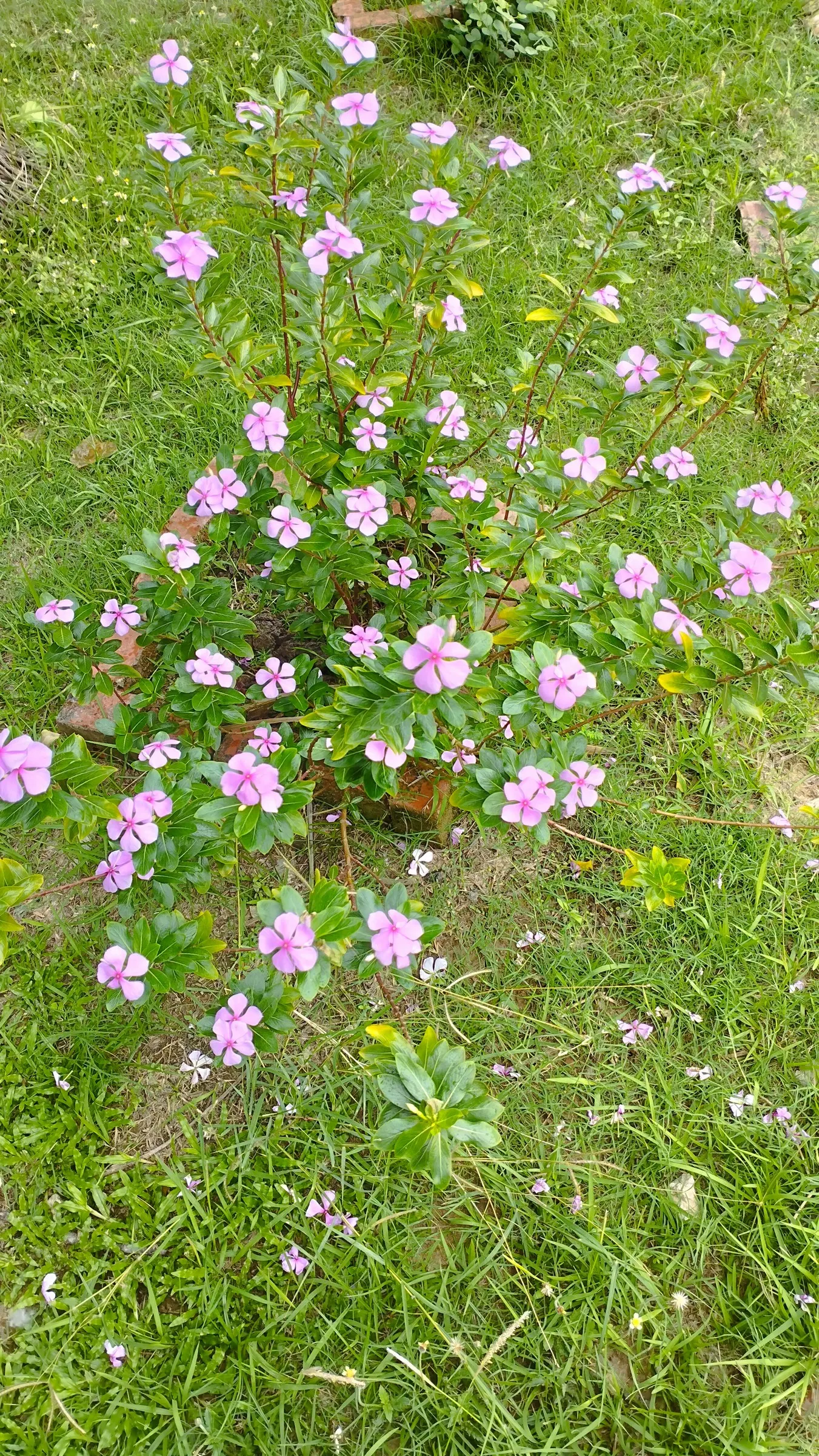 Vinca Rosea, Madagascar Periwinkle (Catharanthus Roseus) — commonly known as Vinca Rosea or Madagascar Periwinkle; typically reaching a mature, image 96